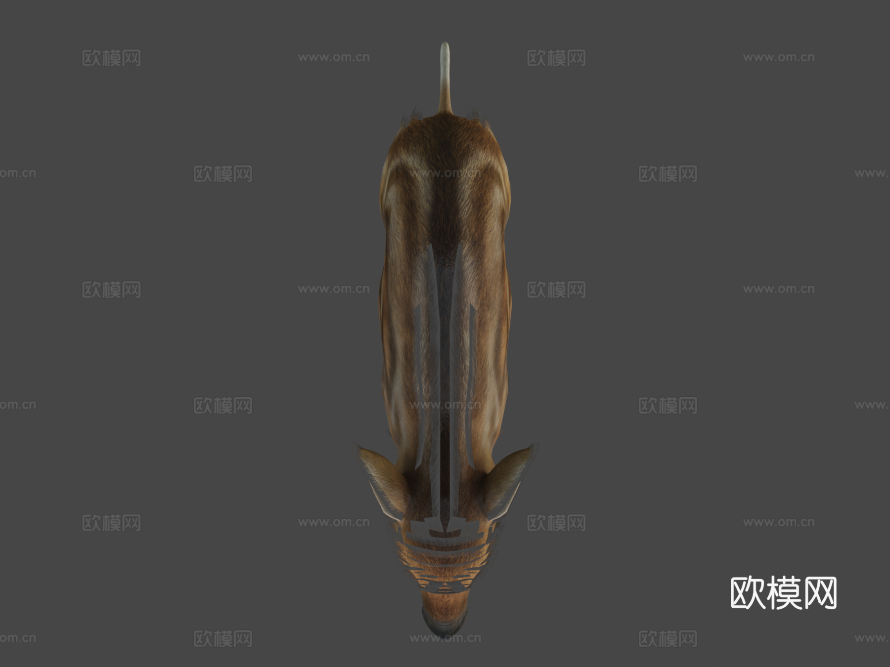 野猪幼崽3d模型下载（渲染图5）