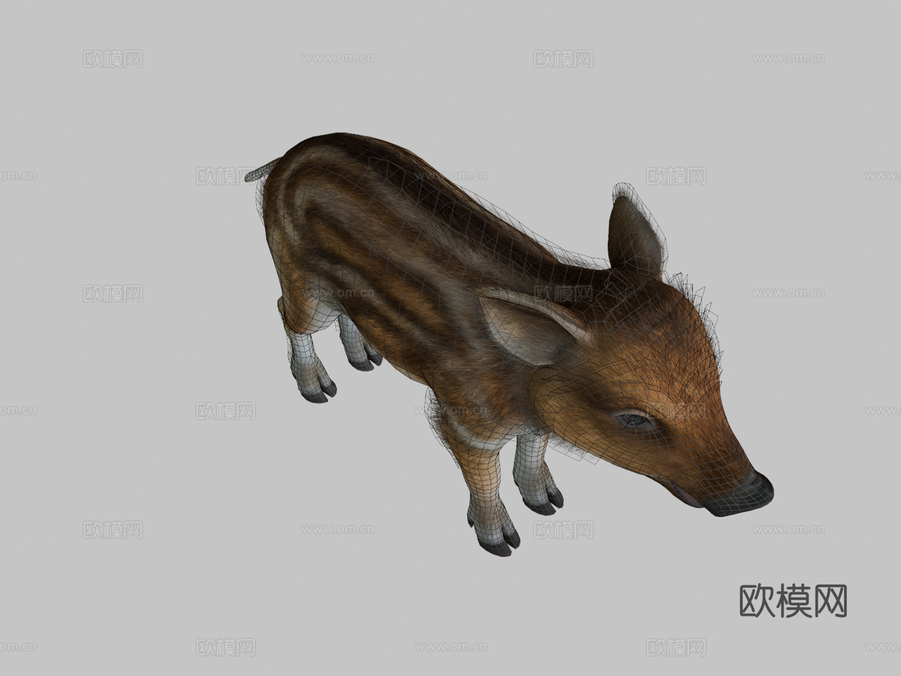 野猪幼崽3d模型下载（渲染图2）