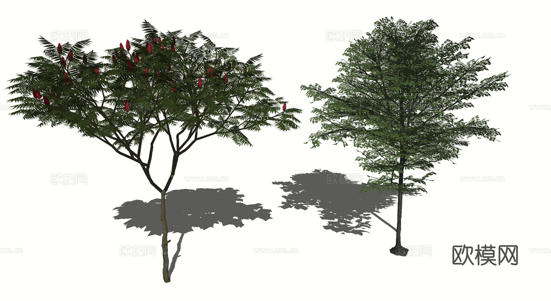 3D红榆树火炬树su模型
