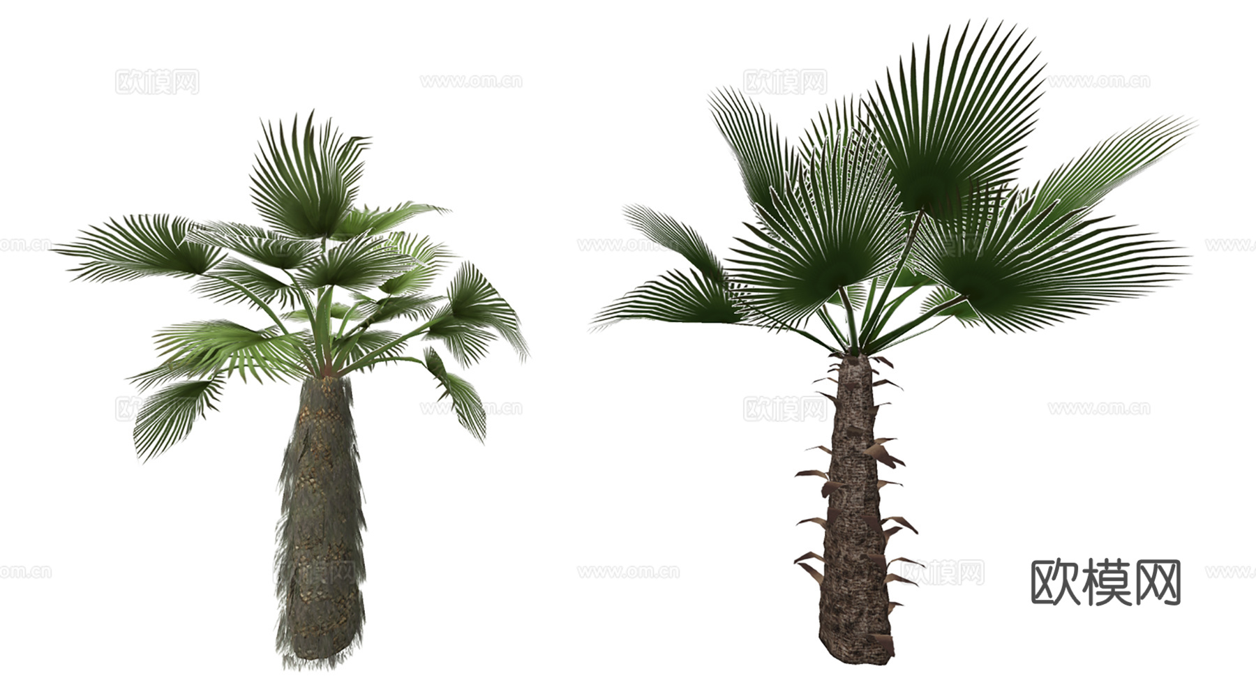 3D大丝葵棕榈su模型