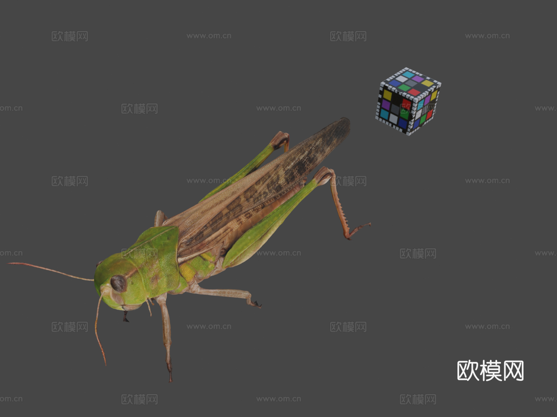 CC0 飞蝗   飞蝗飞蝗ffish.asia  flora3d模型下载（渲染图1）