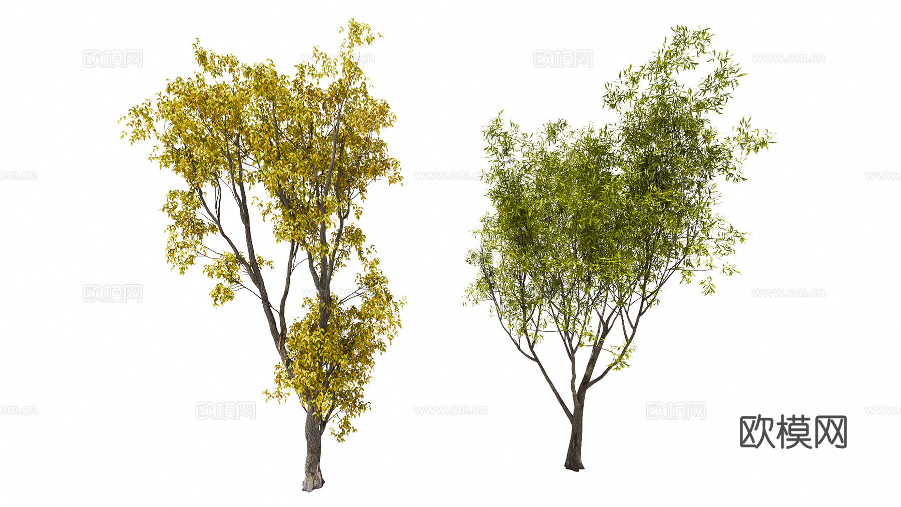 3D旱柳墨西哥梣su模型