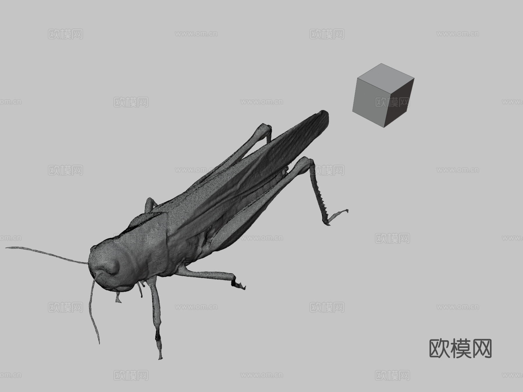 CC0 飞蝗   飞蝗飞蝗ffish.asia  flora3d模型下载（渲染图3）