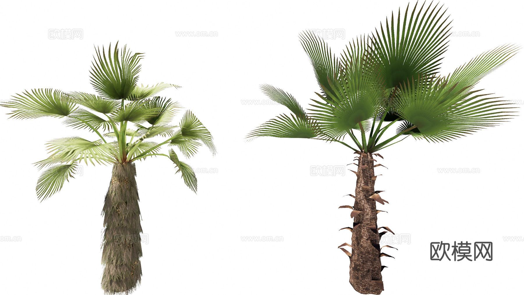 3D大丝葵棕榈su模型