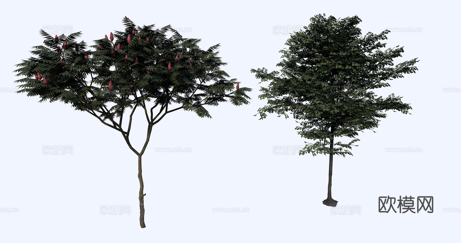 3D红榆树火炬树su模型