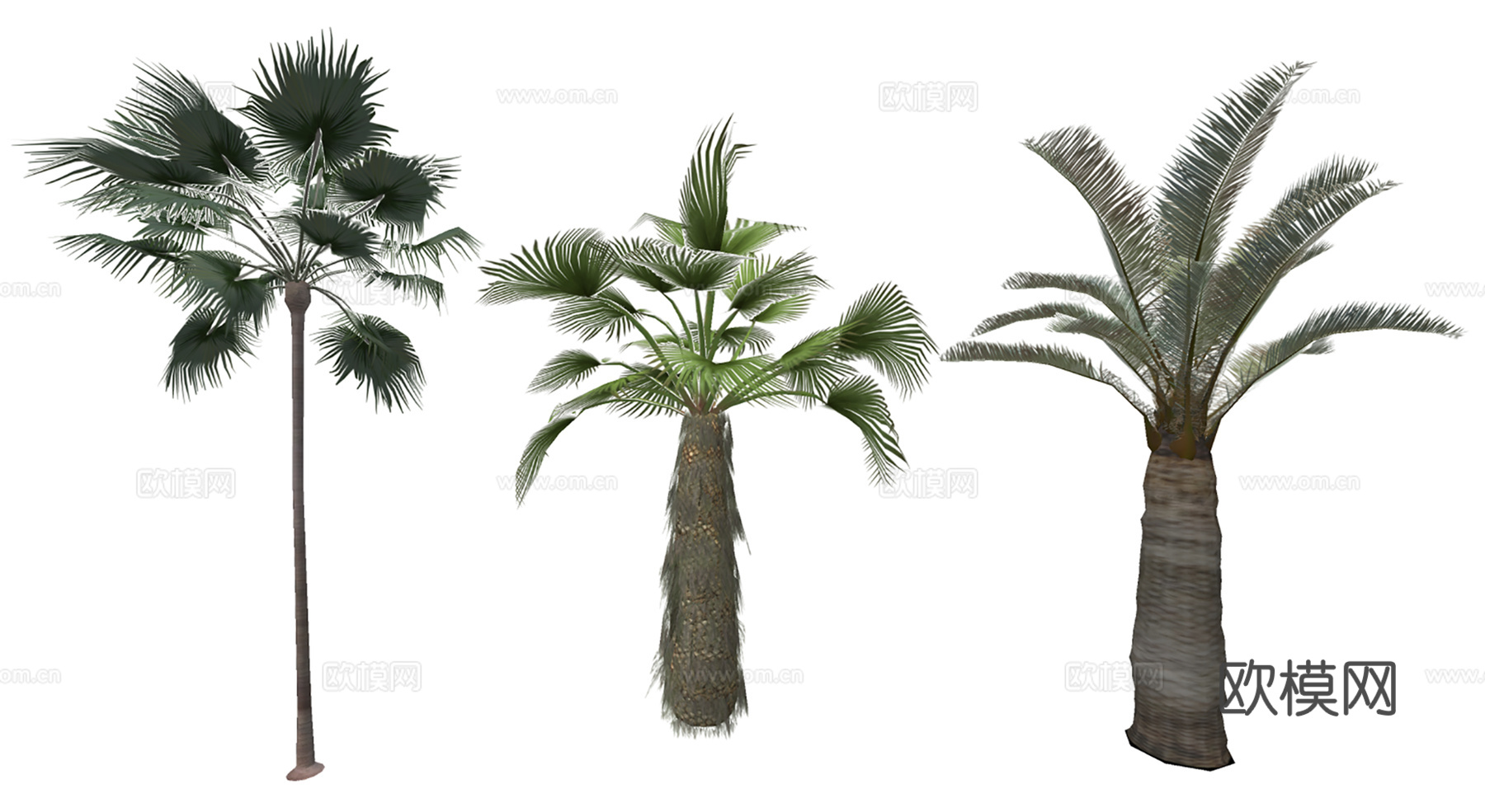 3D智利椰子丝葵su模型