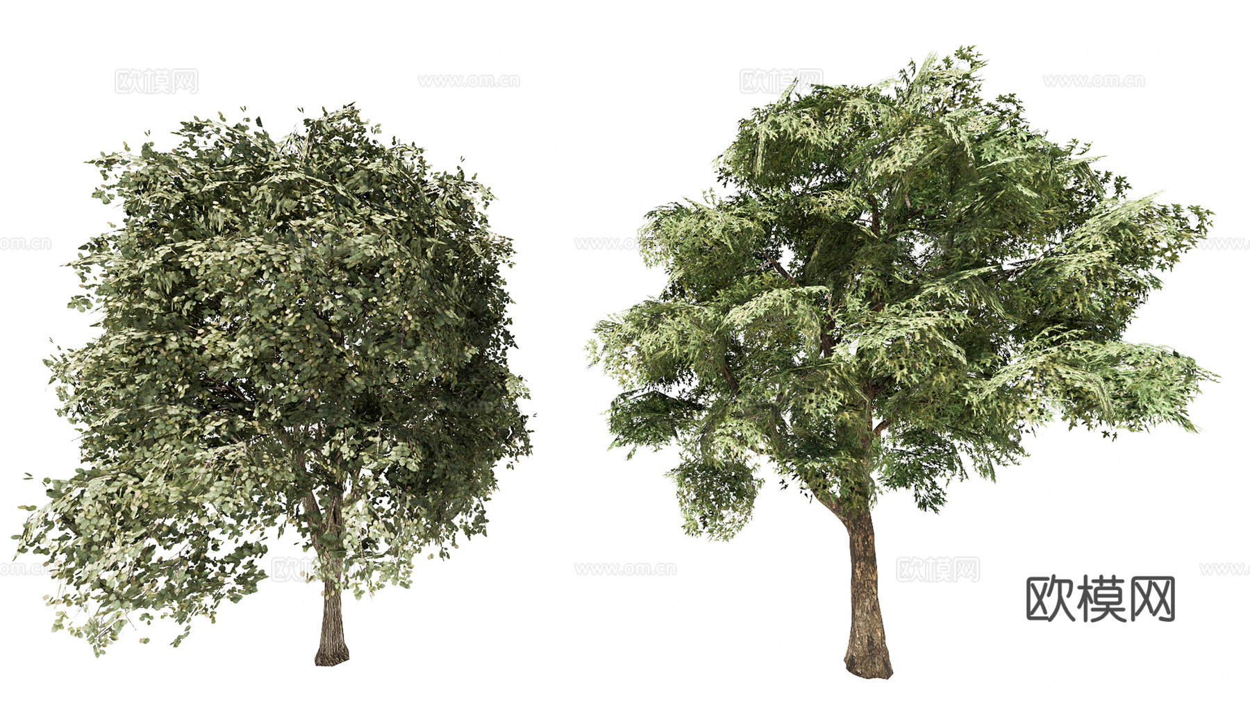 3D乔木象耳豆su模型