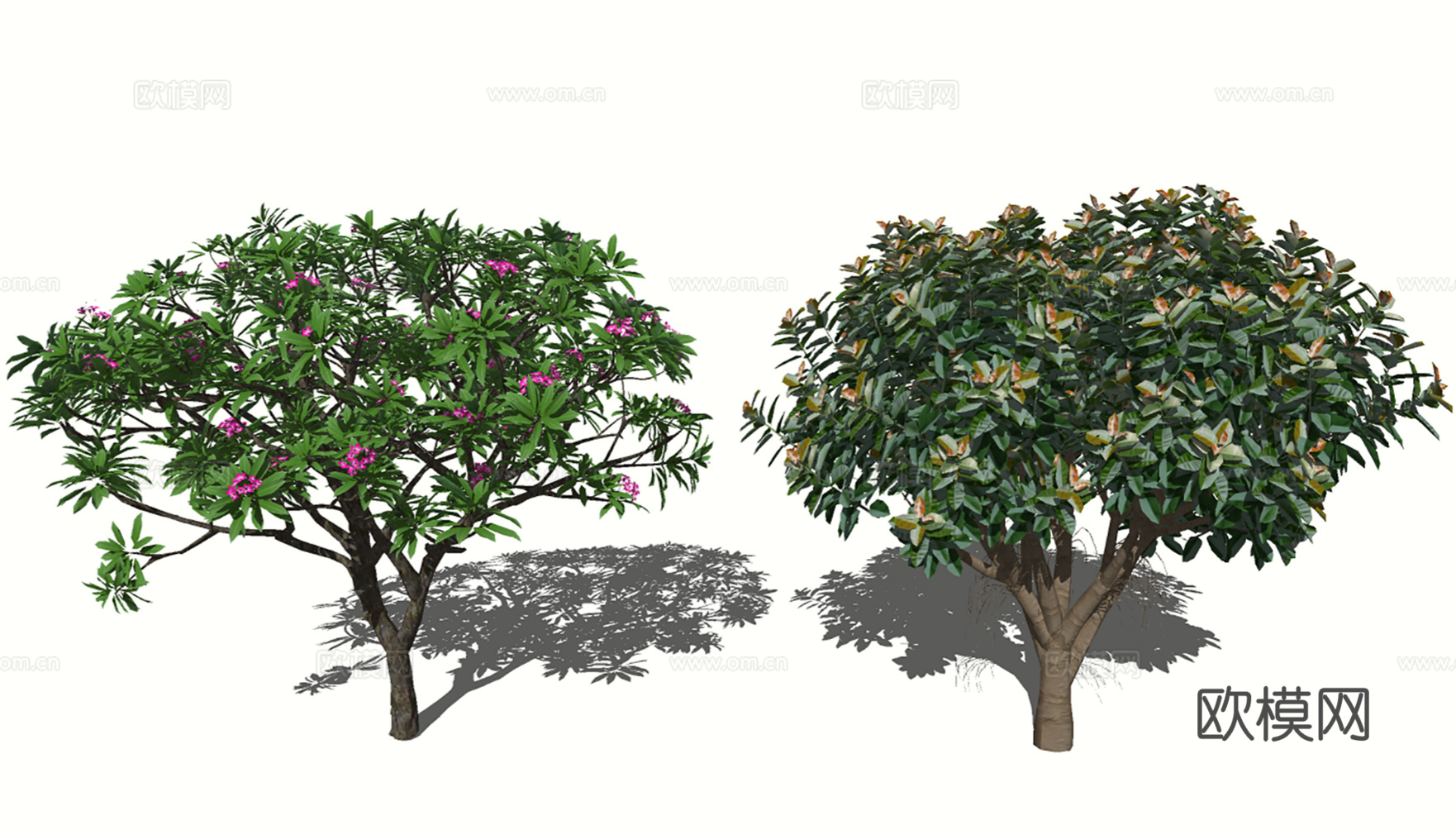 3D小乔木鸡蛋花su模型