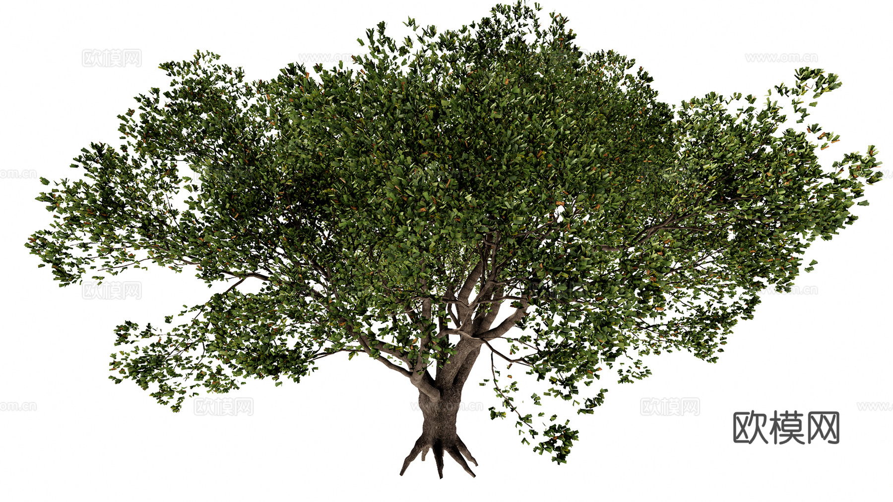 3D乔木美洲黑杨su模型