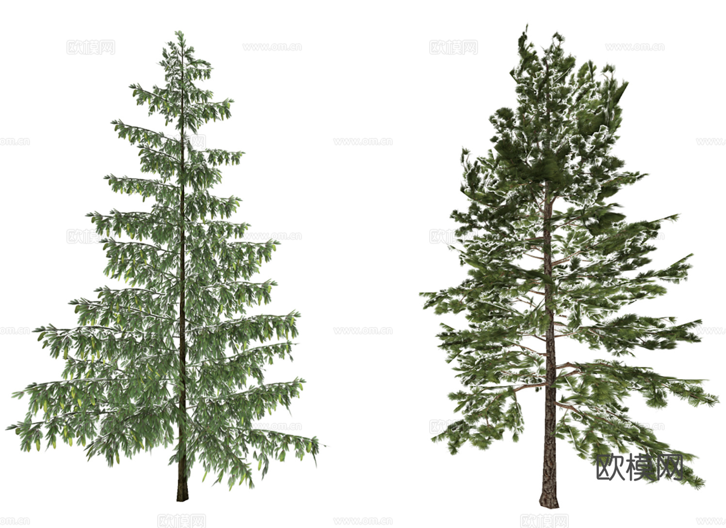 3D云杉凤尾杉su模型