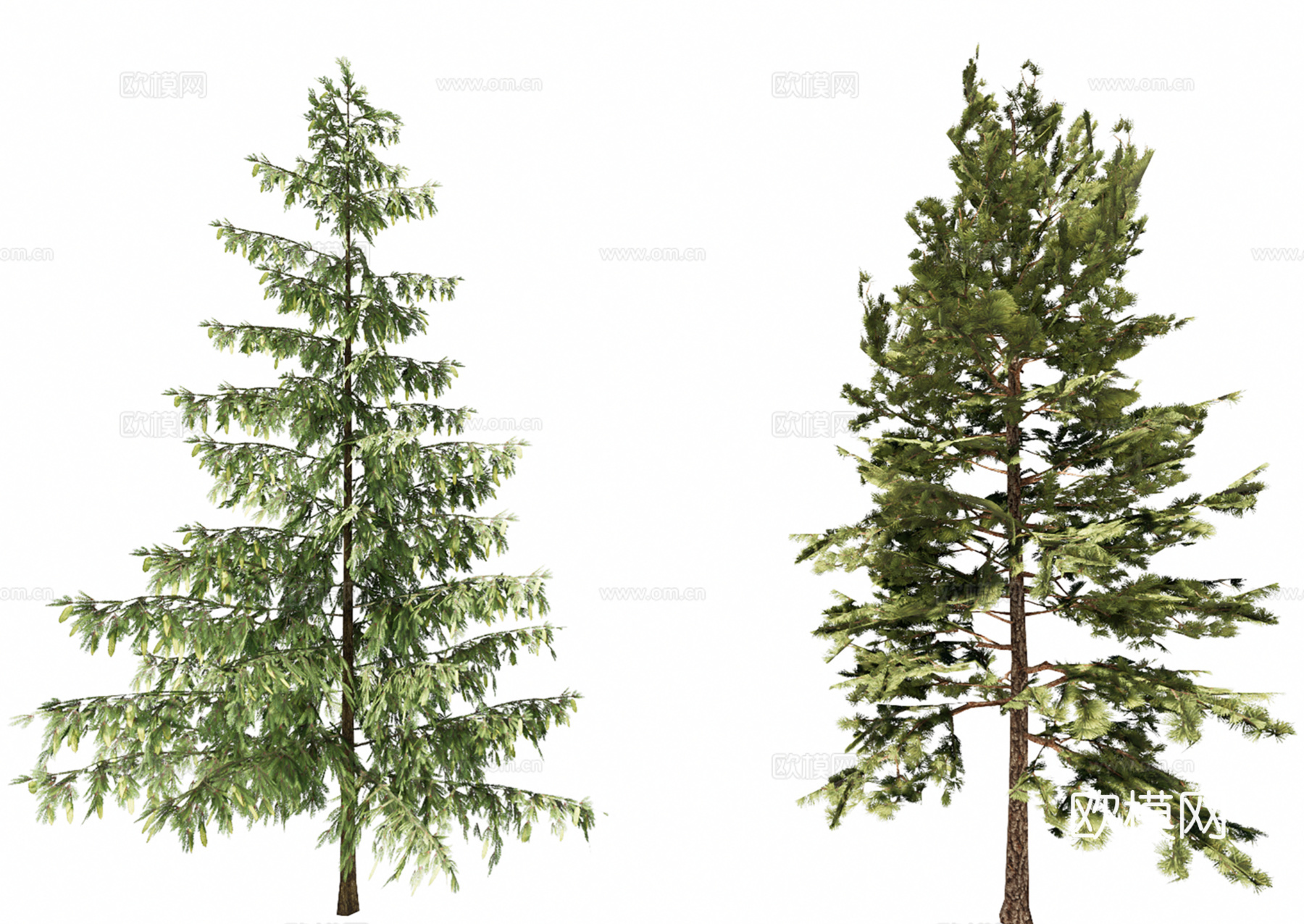 3D云杉凤尾杉su模型