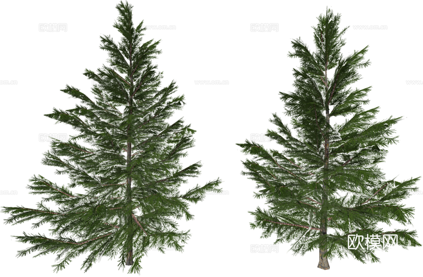3D乔木北美翠柏su模型