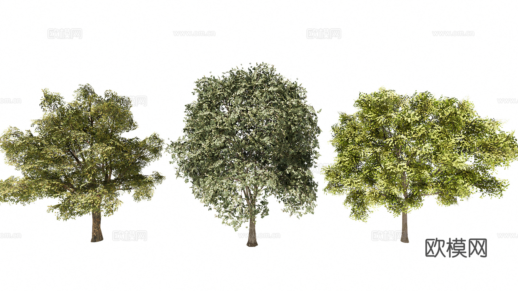 3D栾树象耳豆su模型