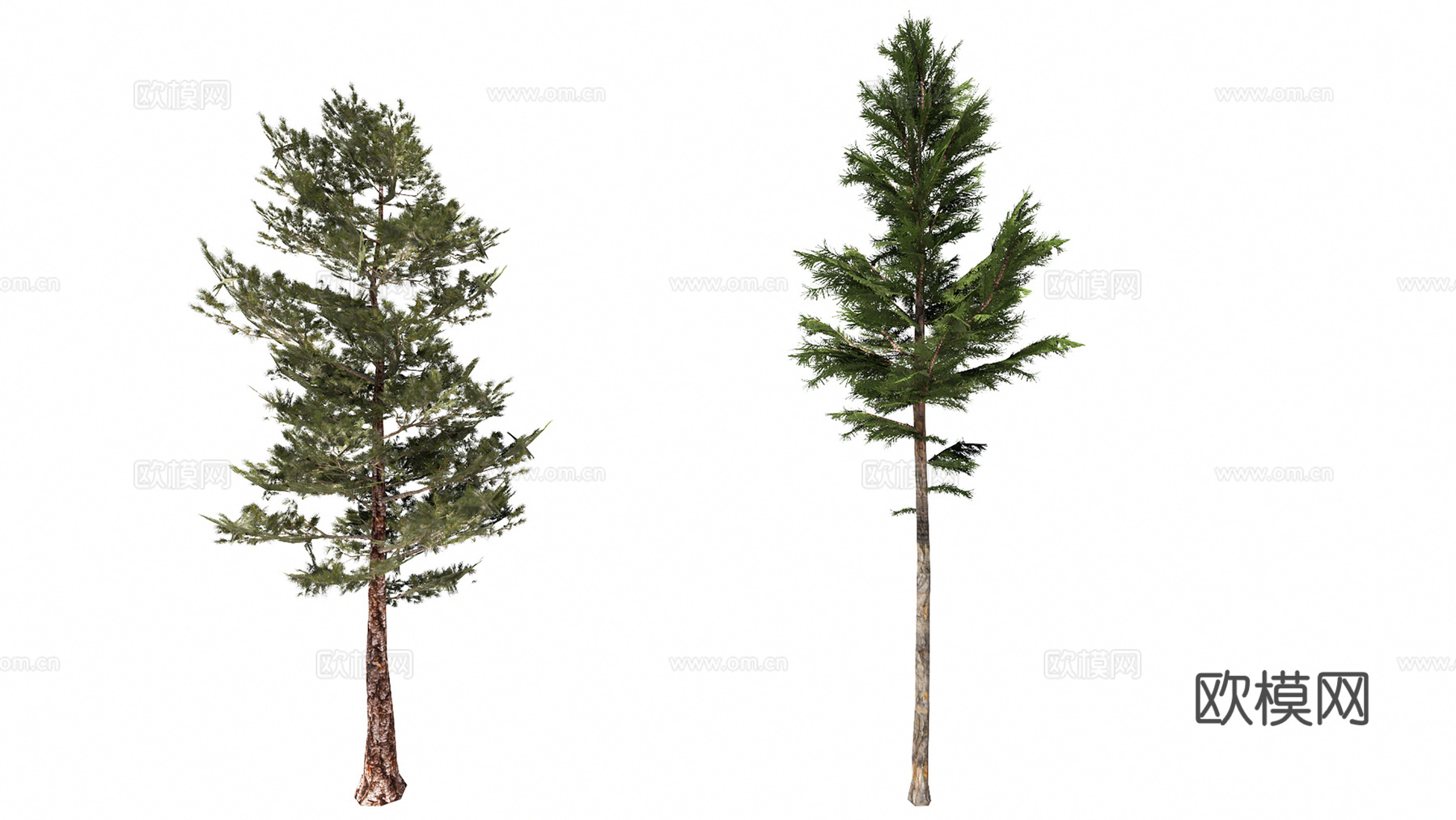 3D南洋杉大果柏su模型