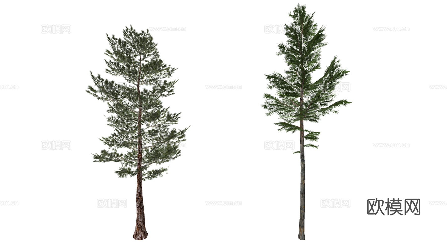 3D南洋杉大果柏su模型