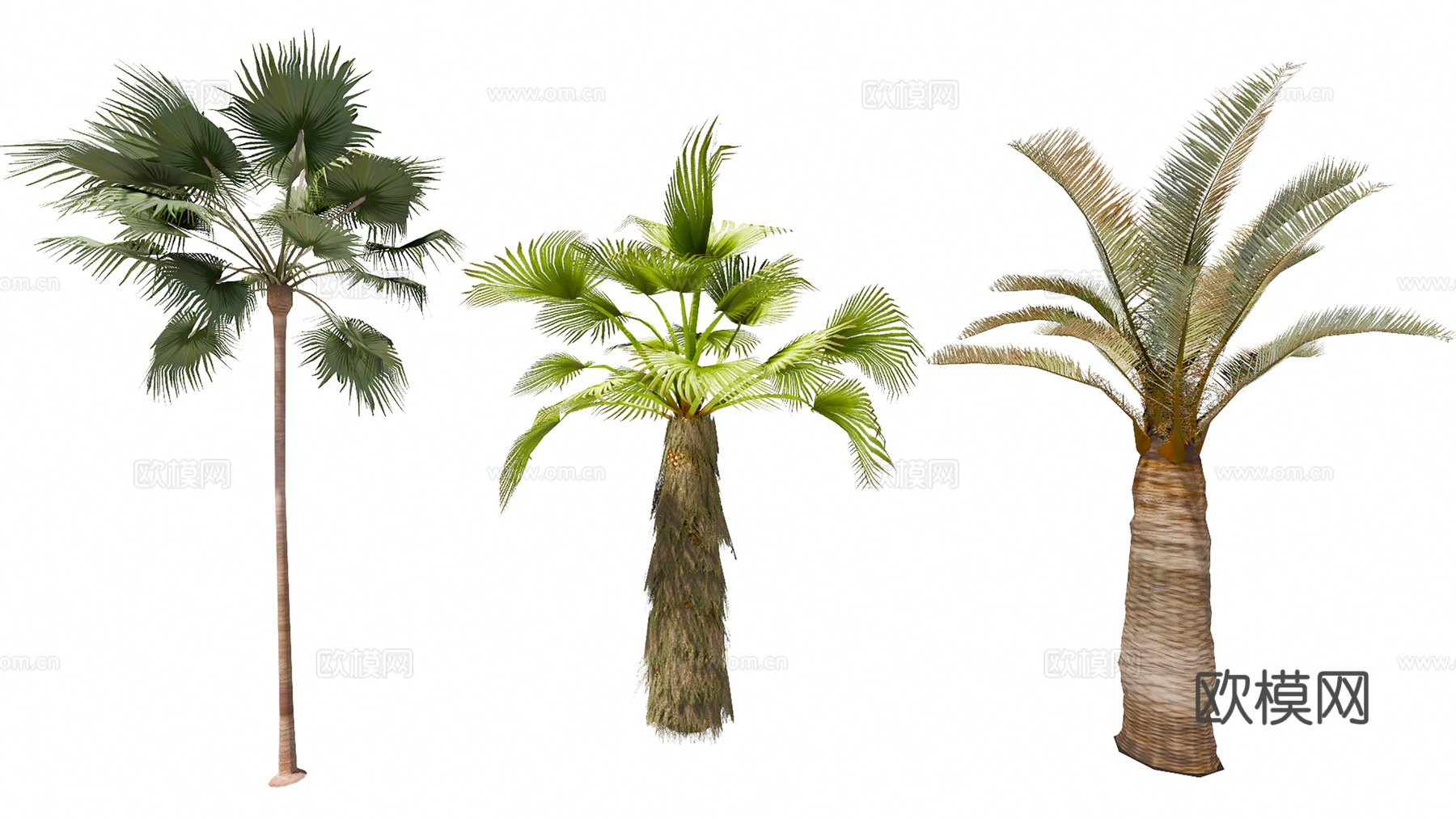 3D智利椰子丝葵su模型