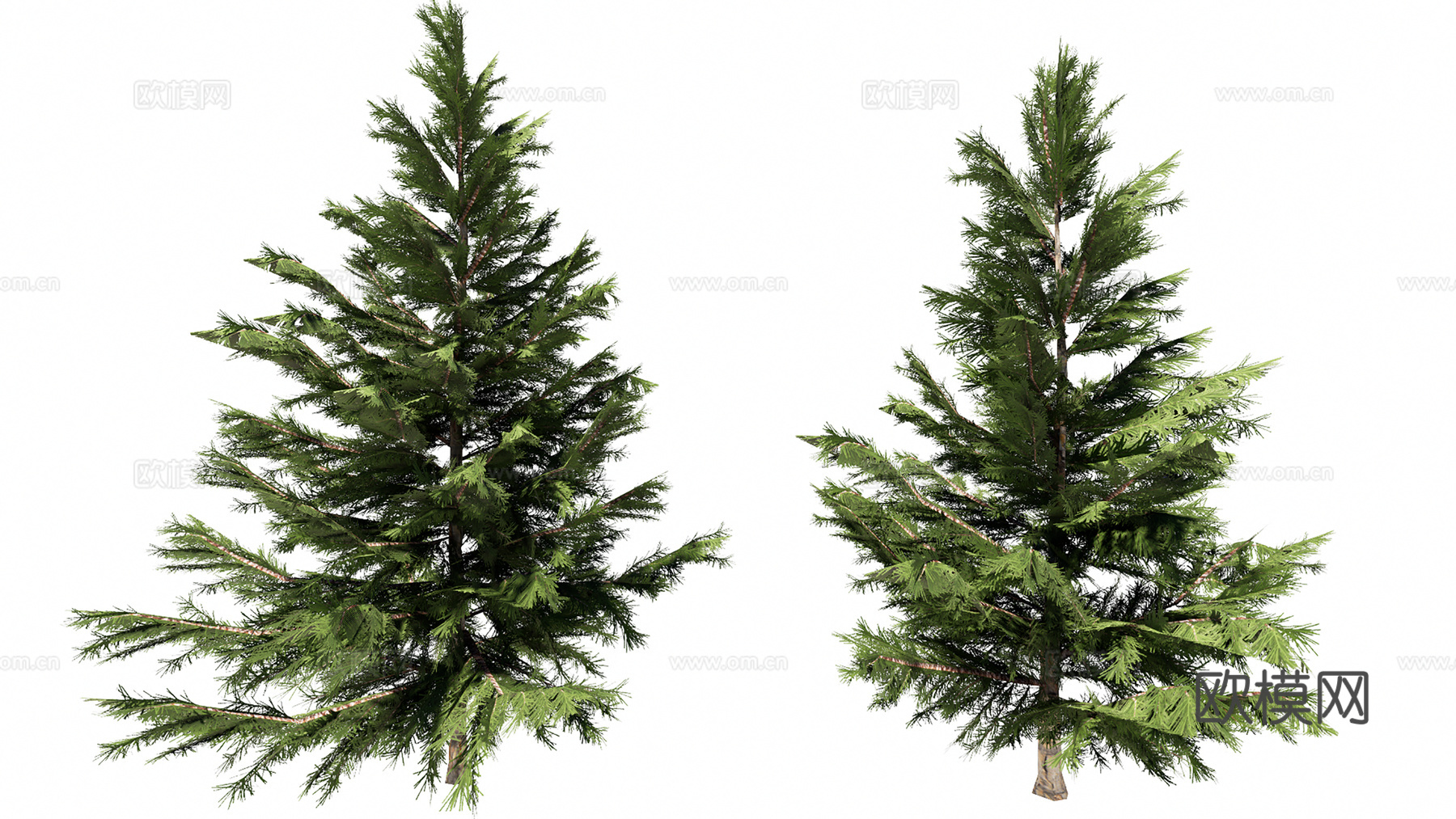 3D乔木北美翠柏su模型