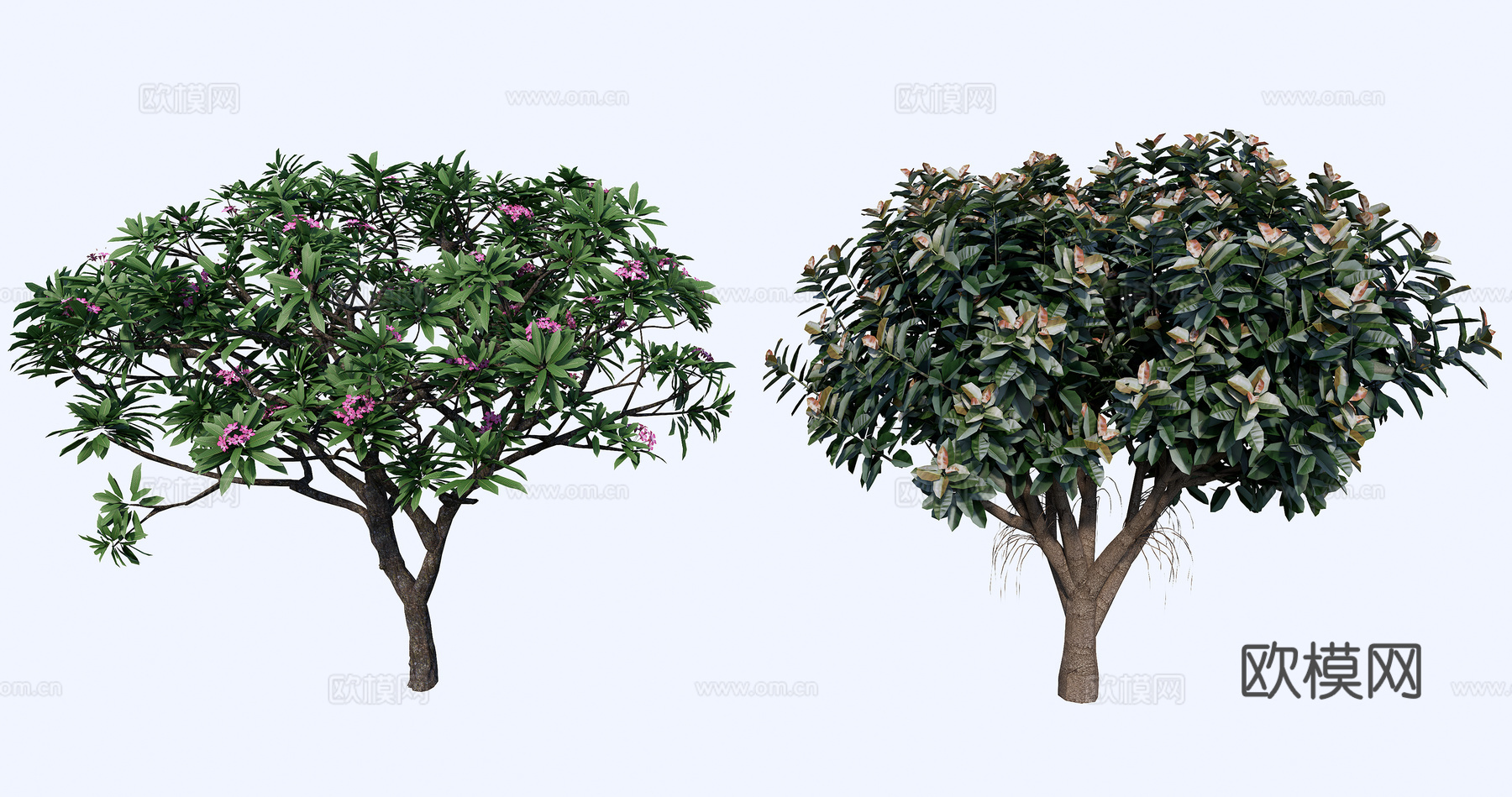 3D小乔木鸡蛋花su模型