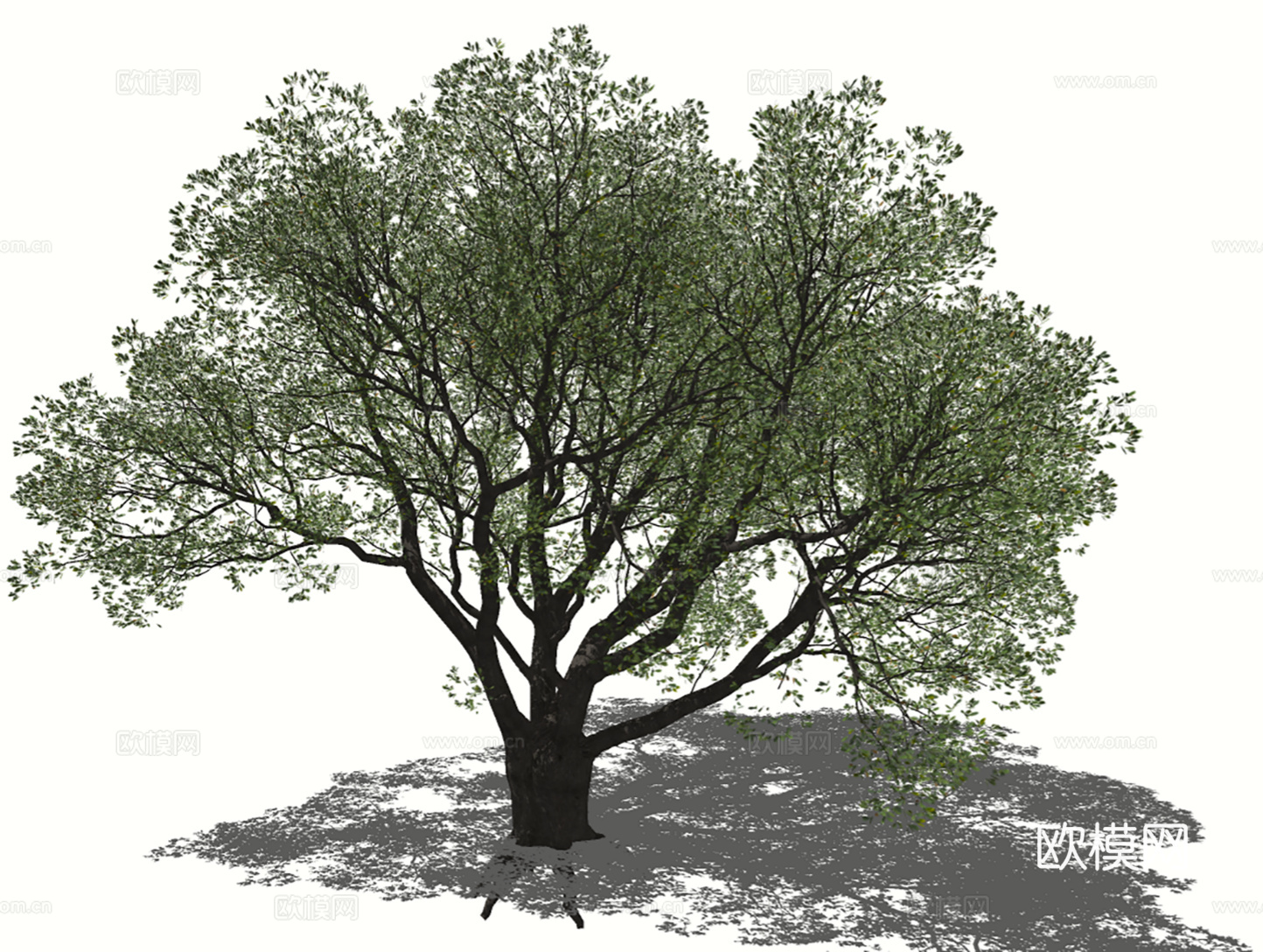 3D乔木美洲黑杨su模型