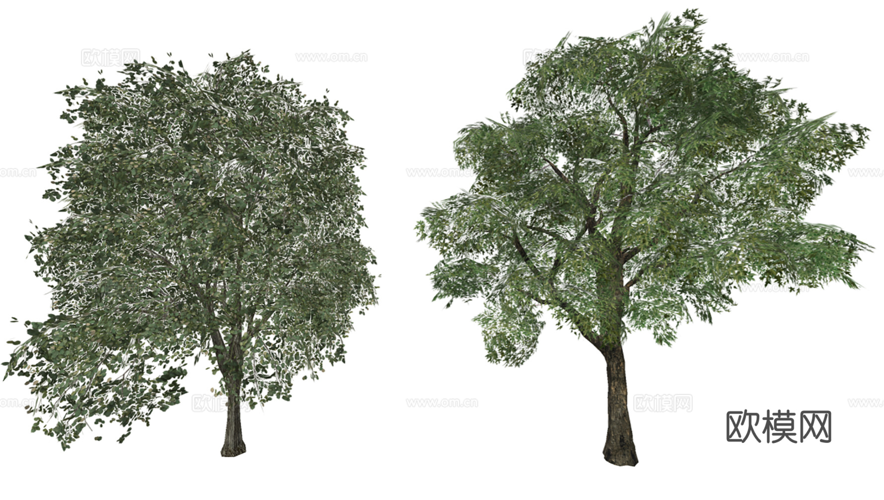 3D乔木象耳豆su模型