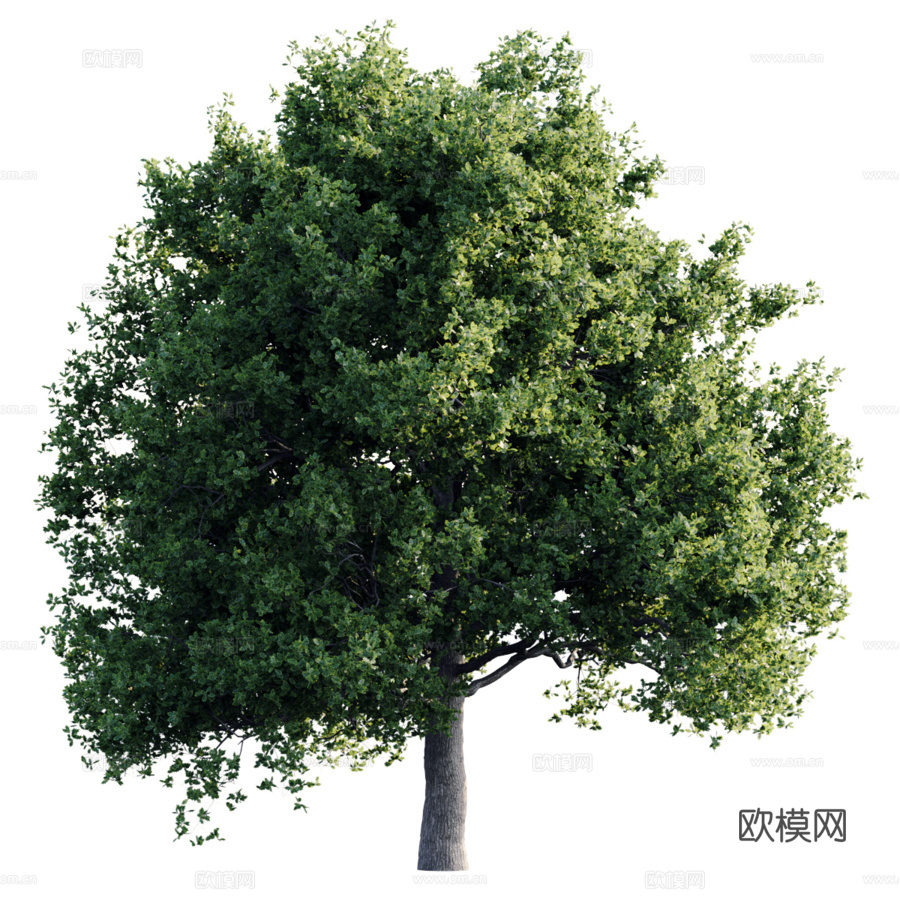 橡木26米3d模型下载（渲染图3）