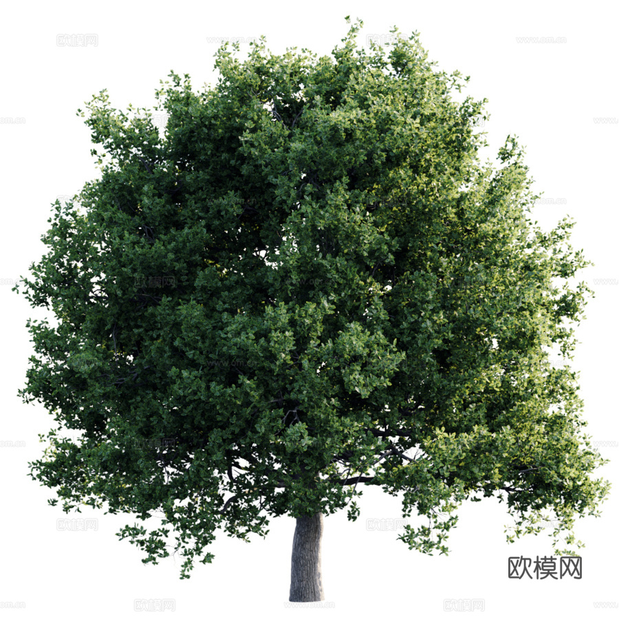 橡木26米3d模型下载（渲染图2）
