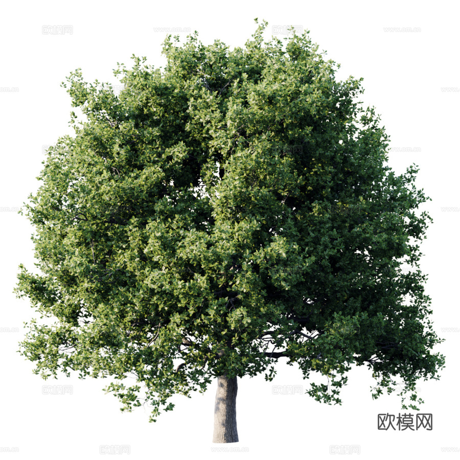 橡木26米3d模型下载（渲染图1）