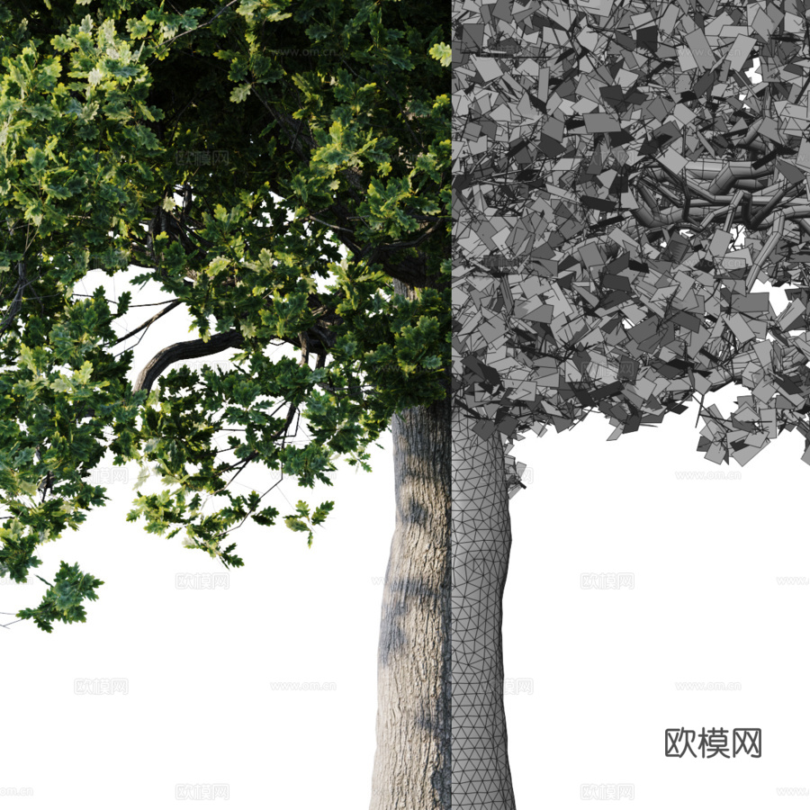 橡木26米3d模型下载（渲染图4）