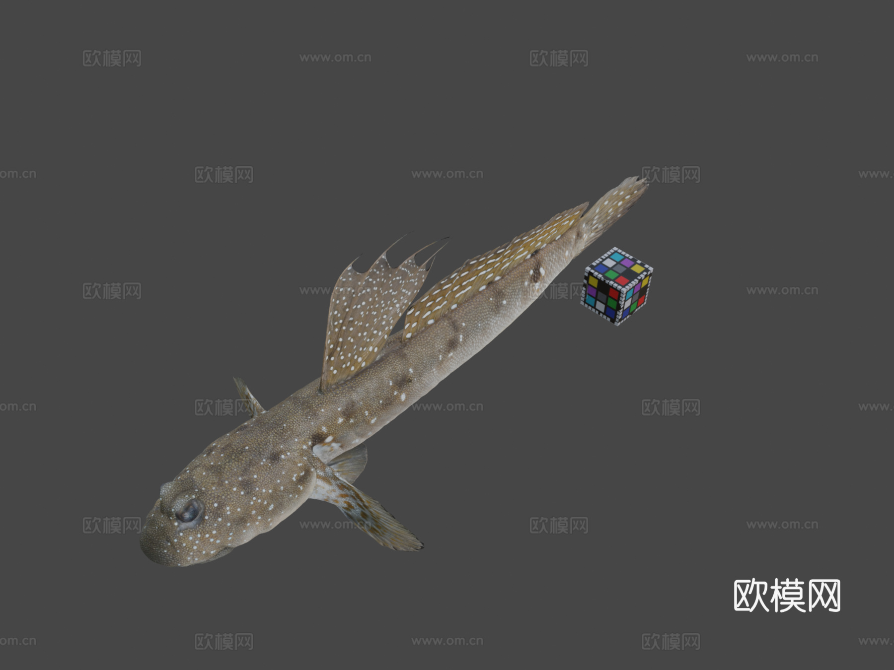 CC0 弹涂鱼   蓝点弹涂鱼3d模型下载（渲染图1）