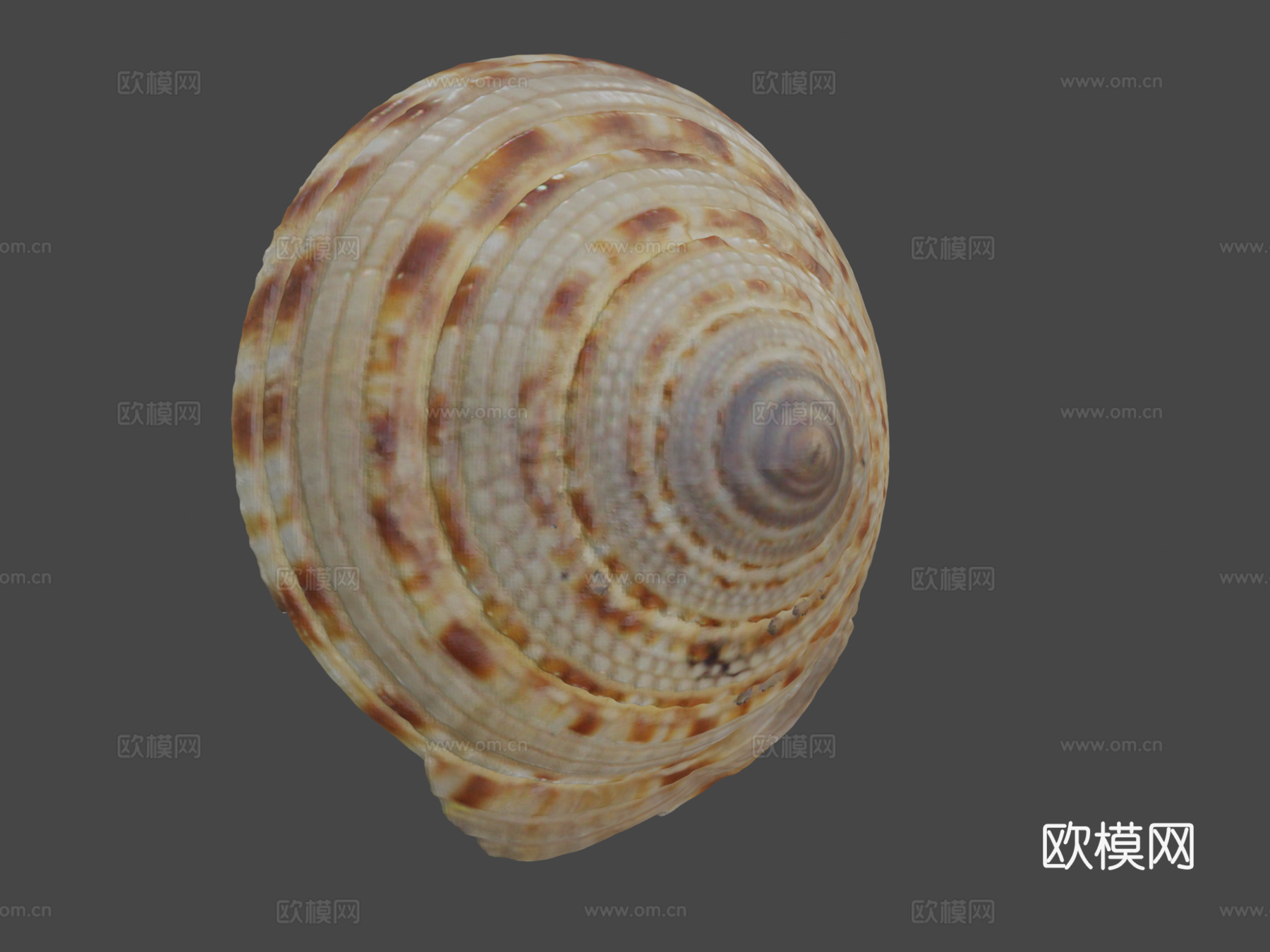 巨型日晷螺壳3d模型下载（渲染图8）