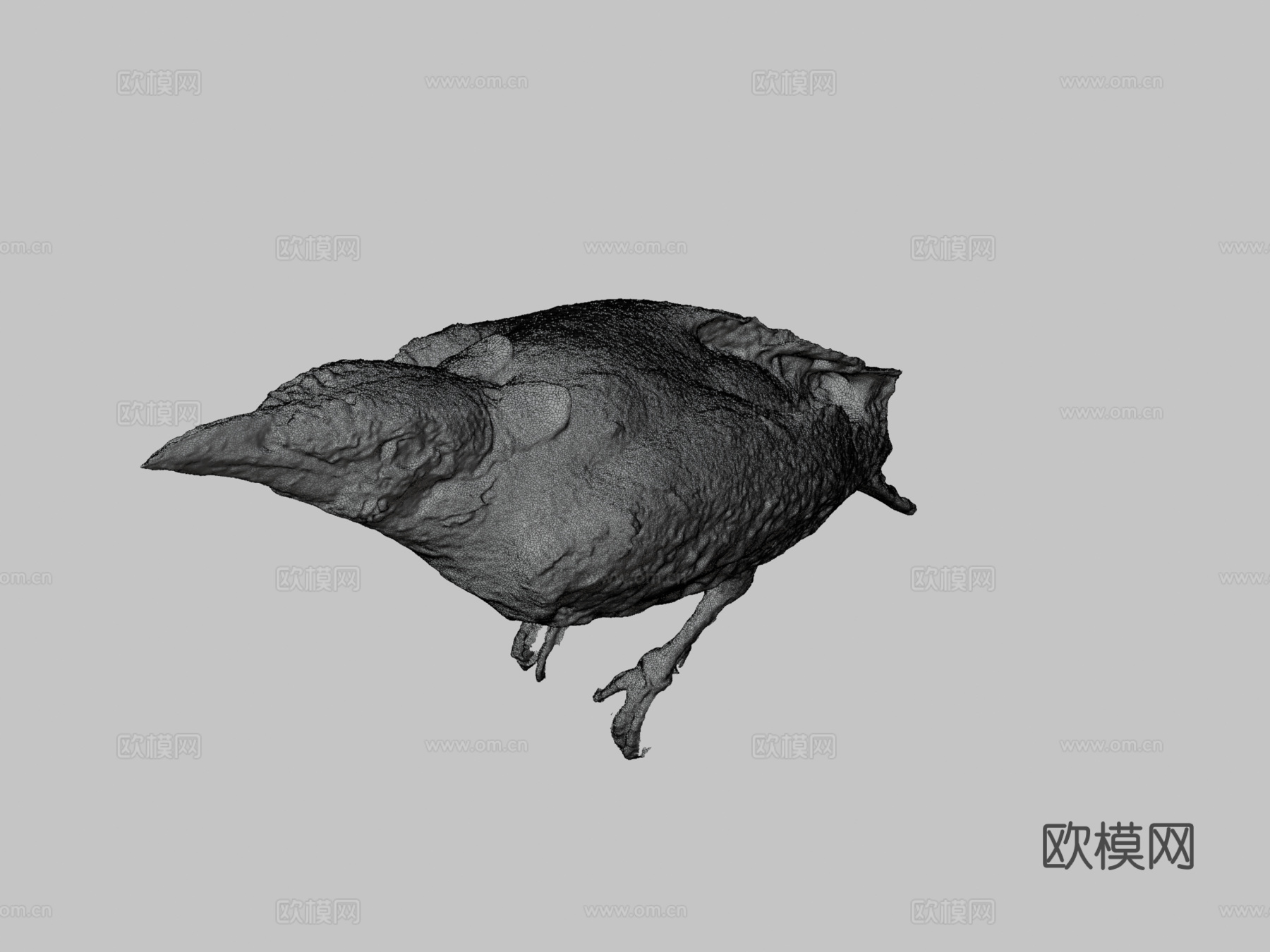 普通家八哥鹩哥3d模型下载（渲染图3）