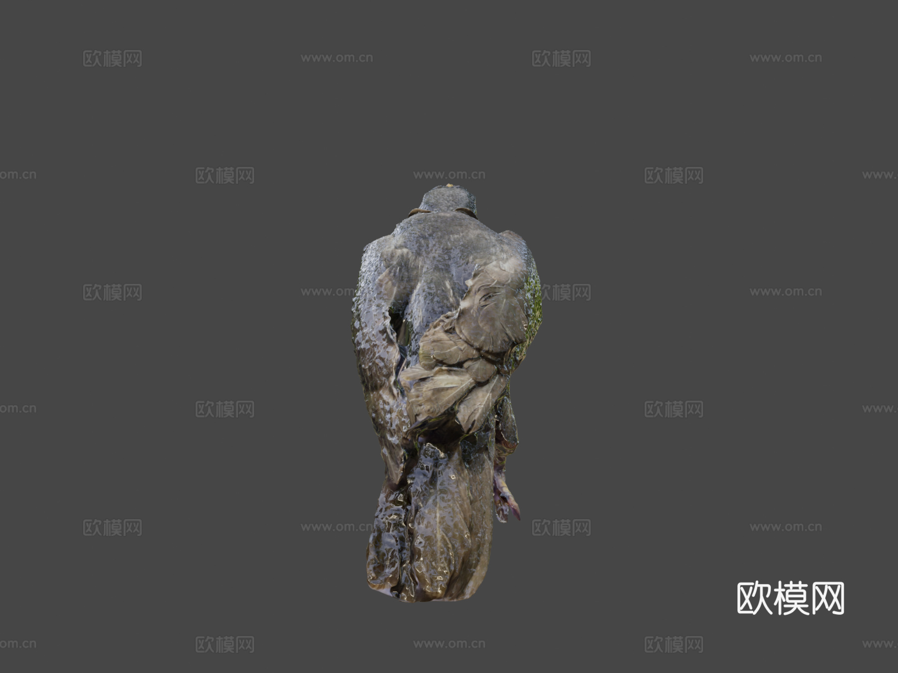 普通家八哥鹩哥3d模型下载（渲染图5）