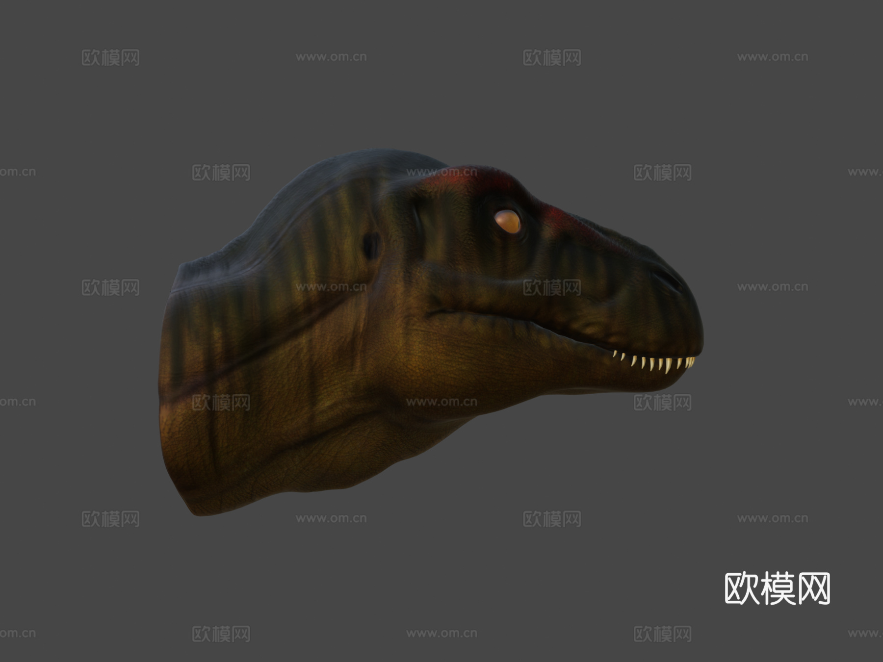 霸王龙头部研究3d模型下载（渲染图8）