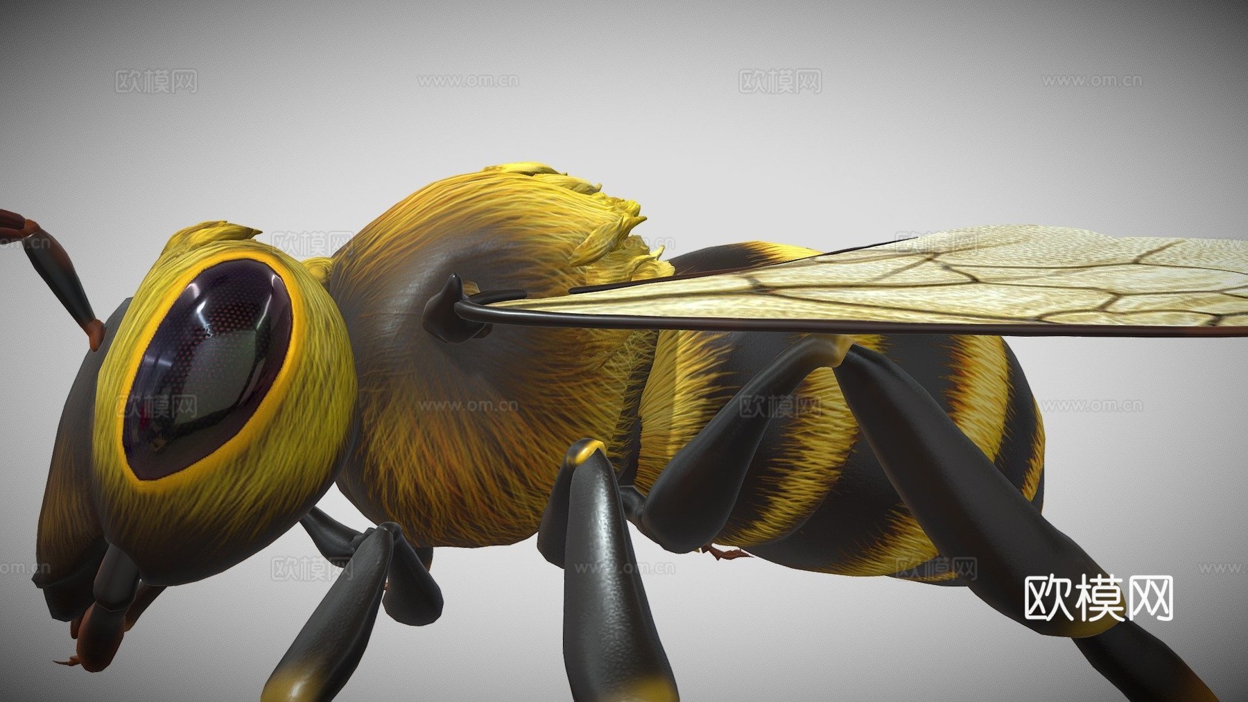 蜜蜂3d模型下载（渲染图1）