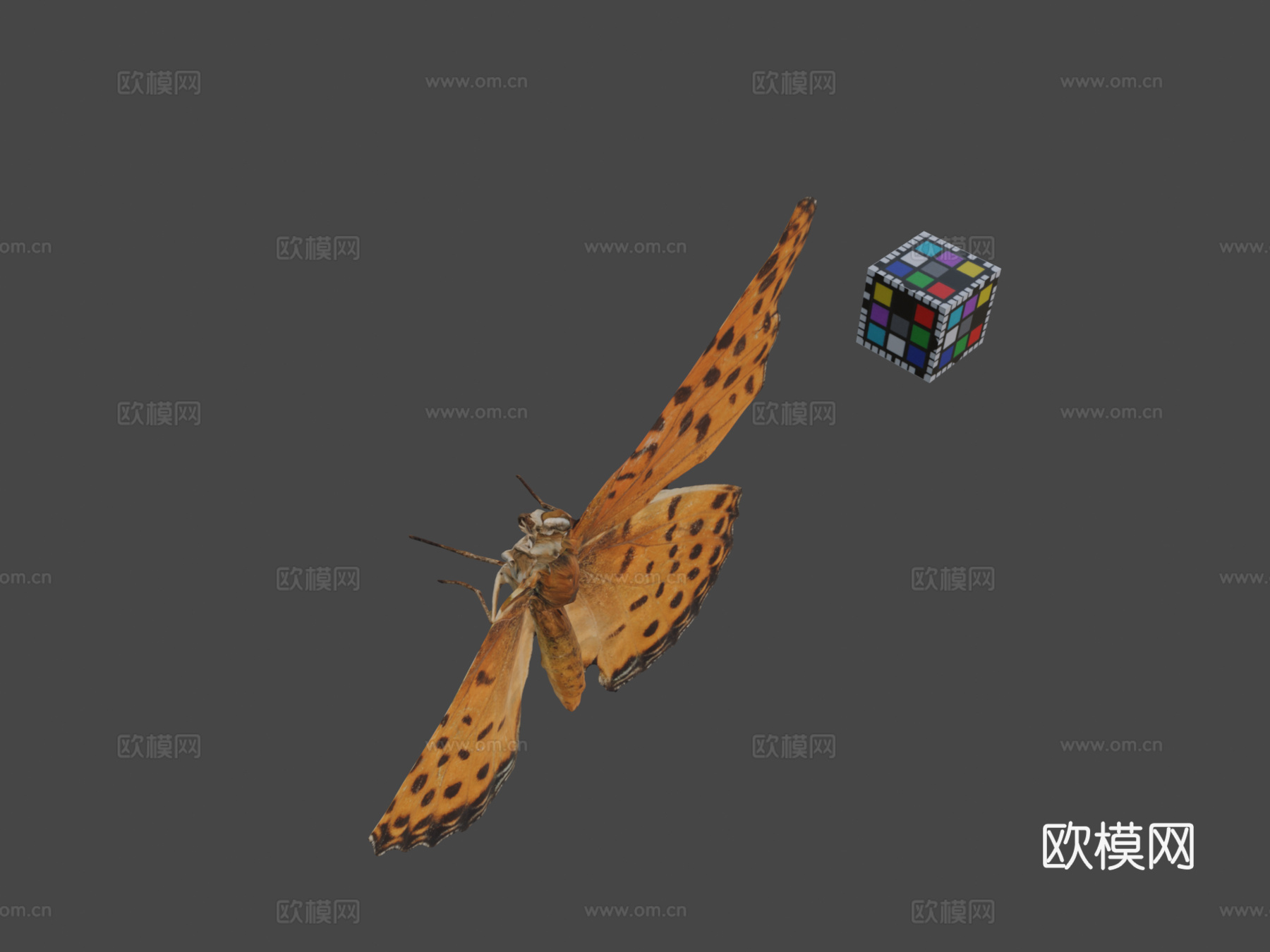 CC0 黑缘豹纹蝶   印度豹纹蝶3d模型下载（渲染图1）