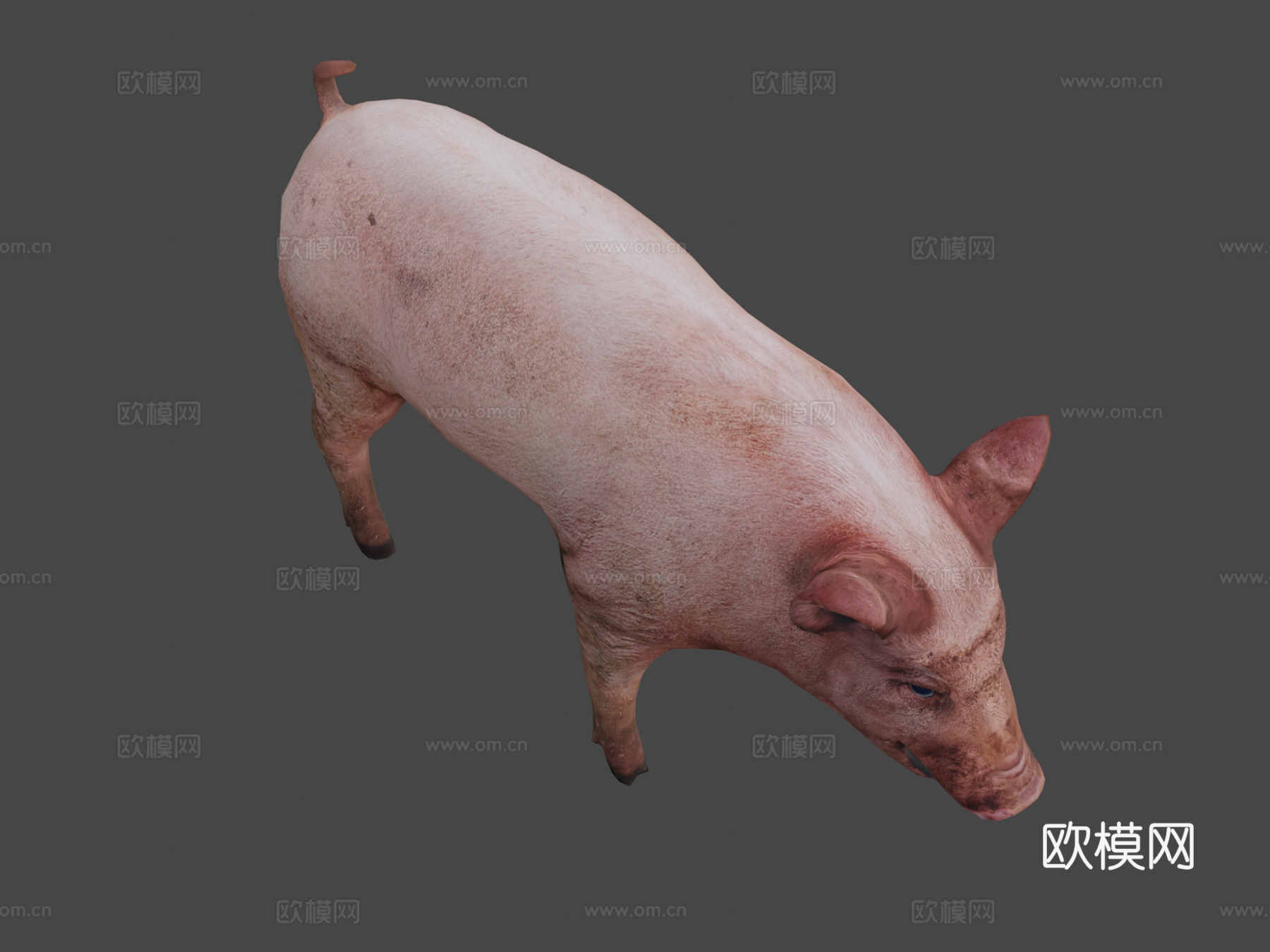 脏猪3d模型3d模型下载（渲染图7）