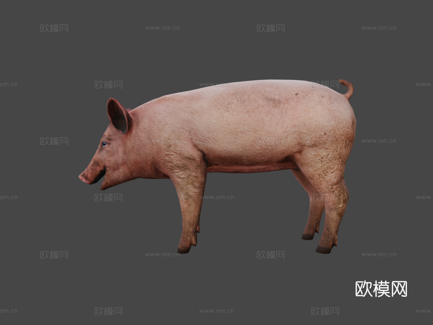 脏猪3d模型3d模型下载（渲染图8）