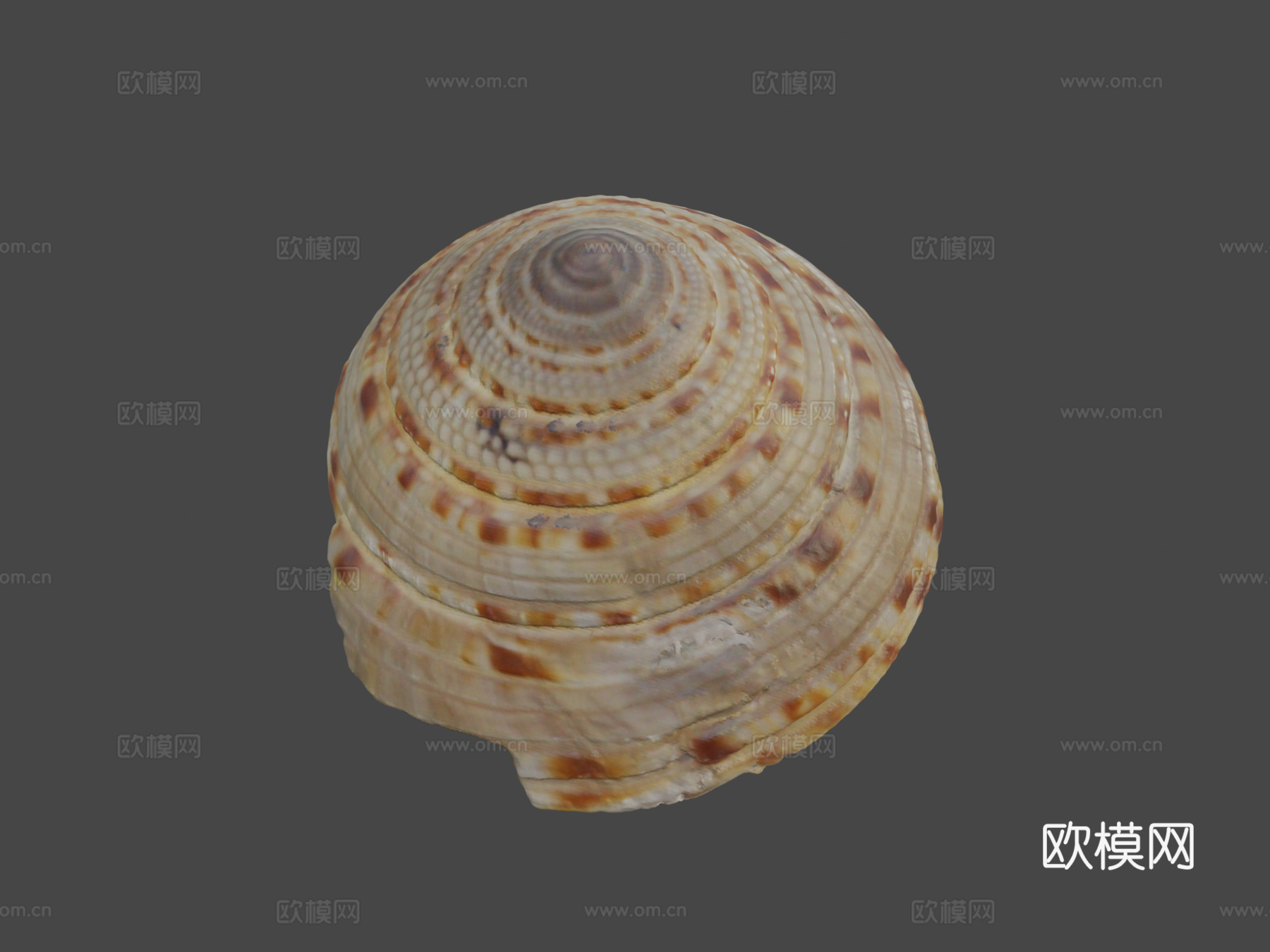 巨型日晷螺壳3d模型下载（渲染图7）