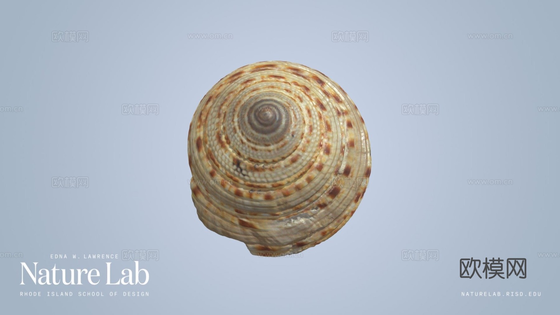 巨型日晷螺壳3d模型下载（渲染图1）