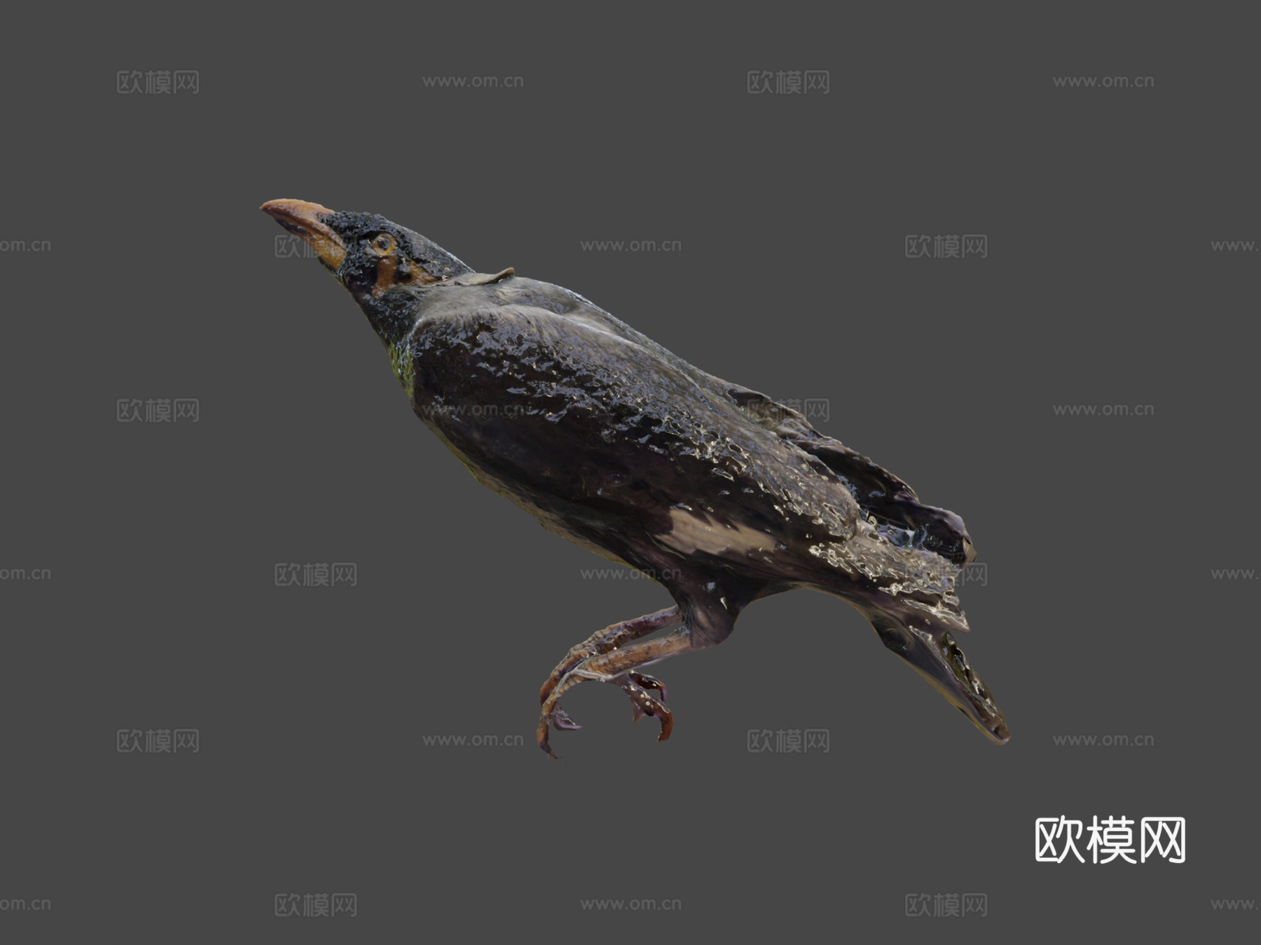 普通家八哥鹩哥3d模型下载（渲染图7）