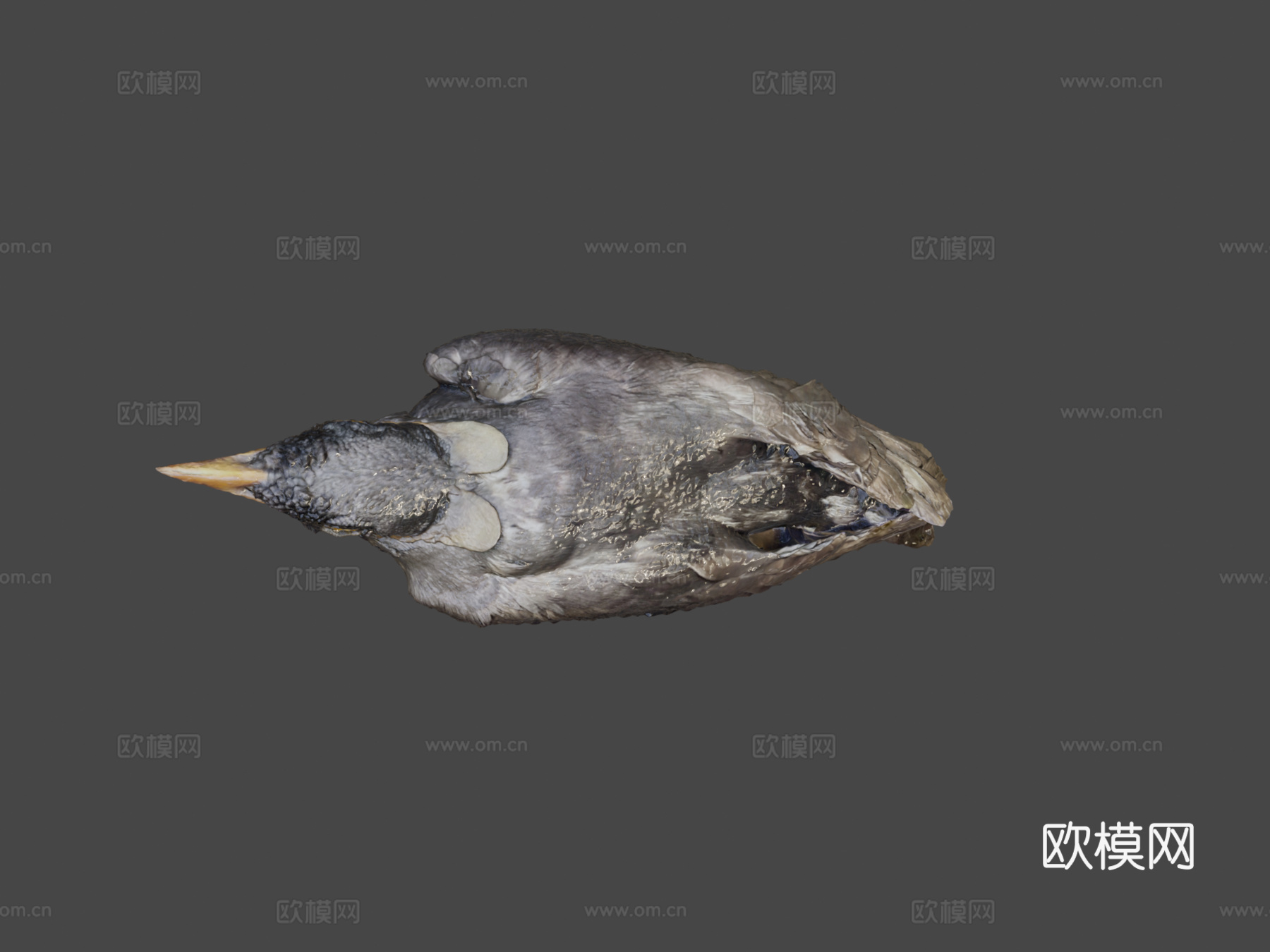 普通家八哥鹩哥3d模型下载（渲染图6）