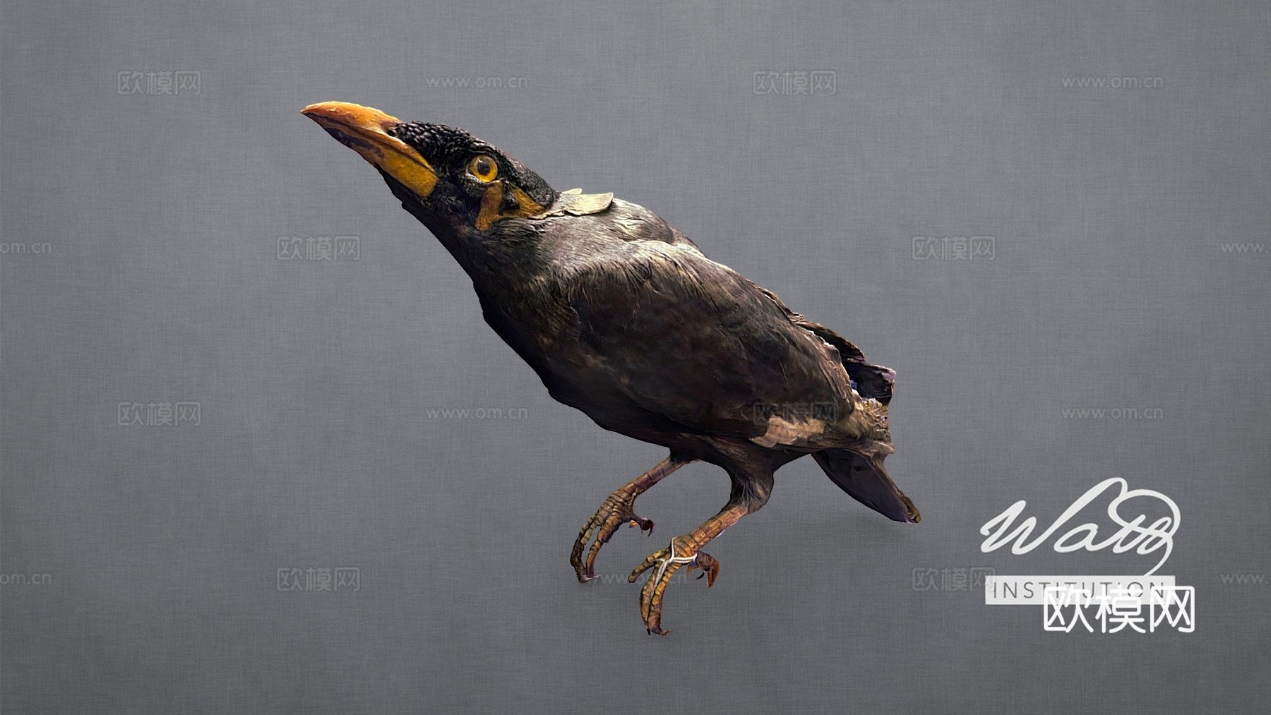 普通家八哥鹩哥3d模型下载（渲染图1）