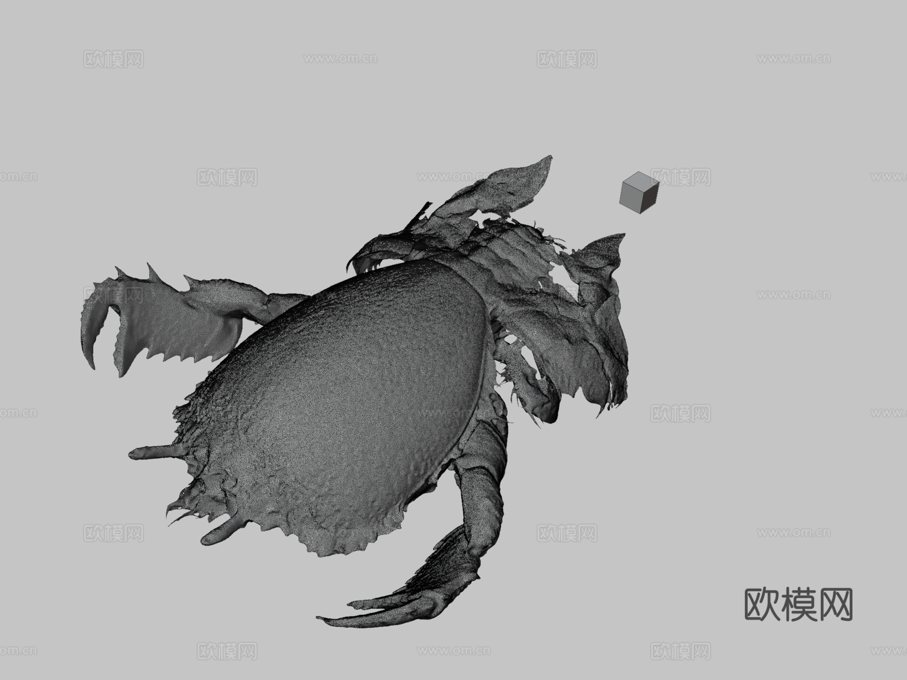 CC0旭蟹红蛙蟹Ranina ranina3d模型下载（渲染图3）