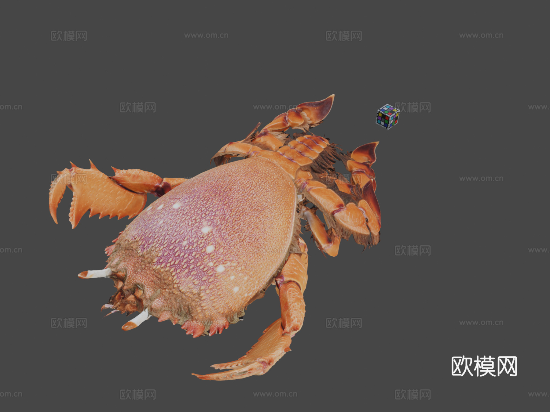 CC0旭蟹红蛙蟹Ranina ranina3d模型下载（渲染图1）