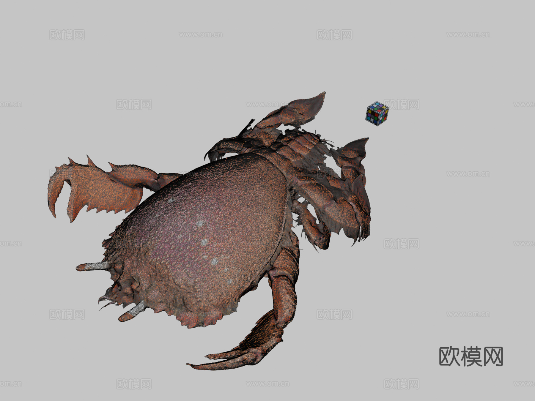 CC0旭蟹红蛙蟹Ranina ranina3d模型下载（渲染图2）