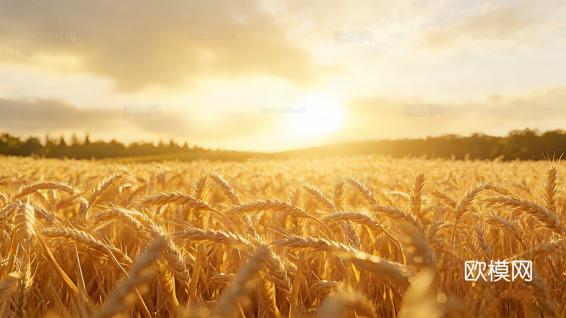 金色稻穗麦田 小麦 稻谷
