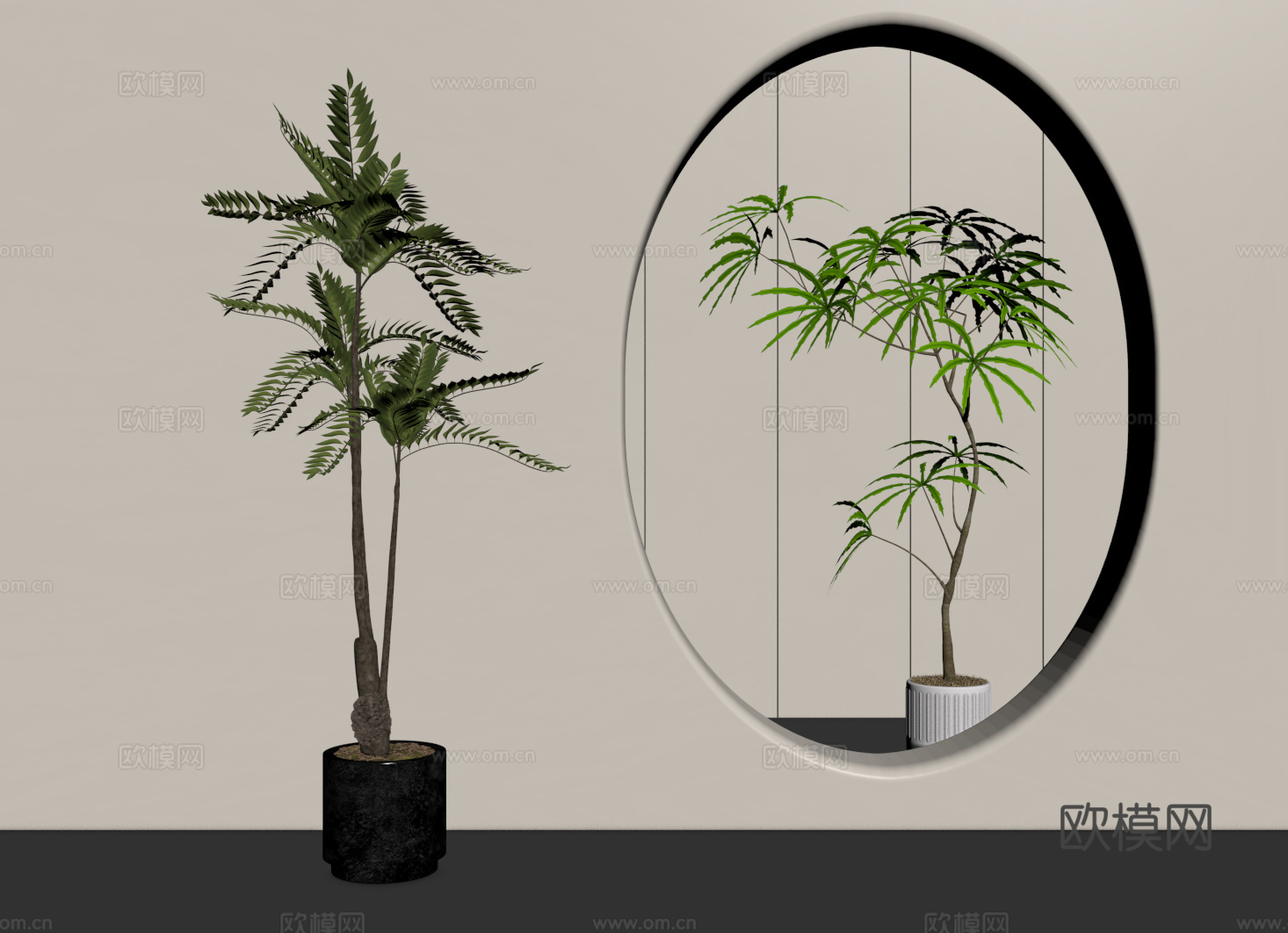 中古侘寂绿植 盆栽 孔雀木 香椿树su模型