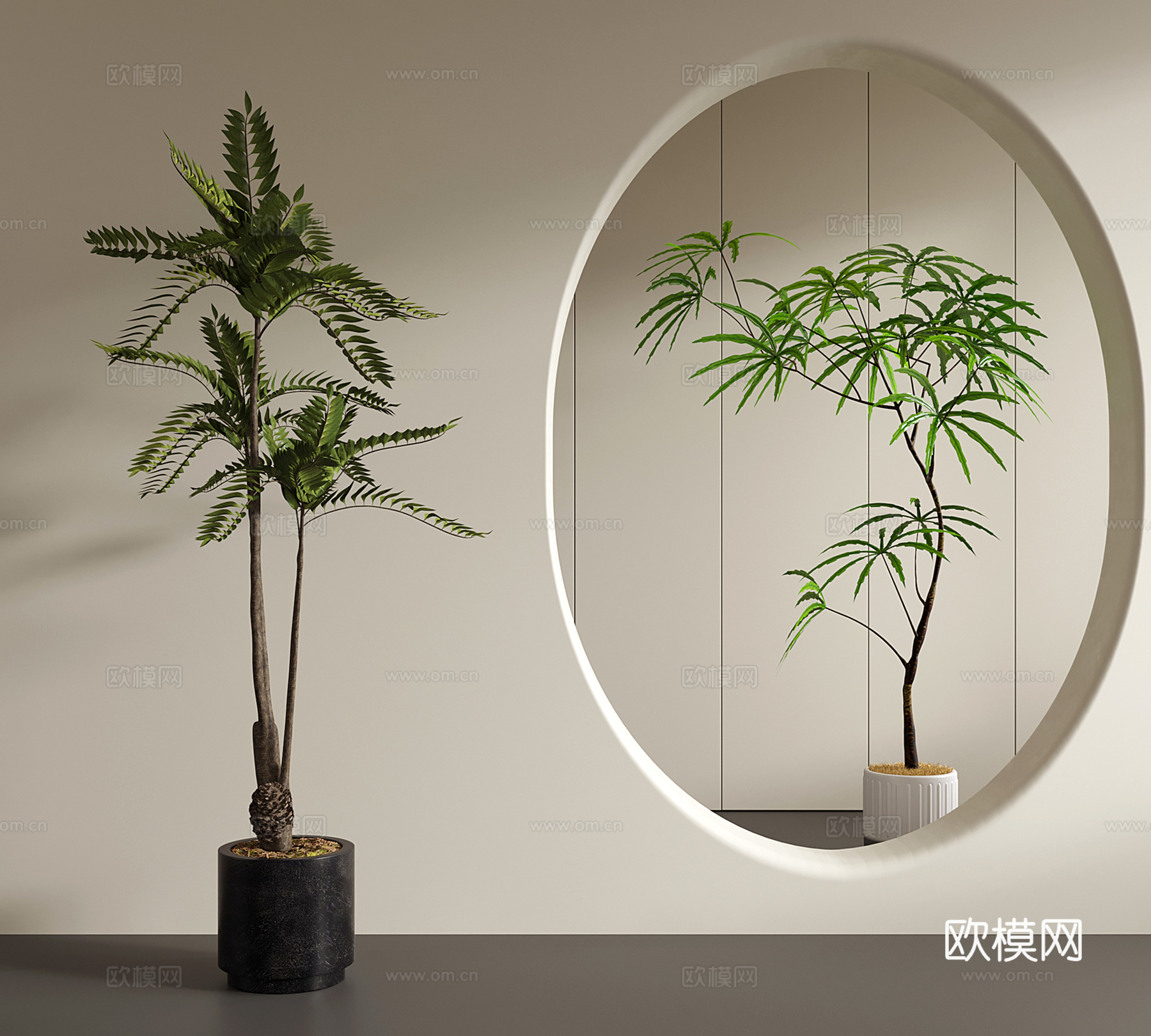 中古侘寂绿植 盆栽 孔雀木 香椿树su模型