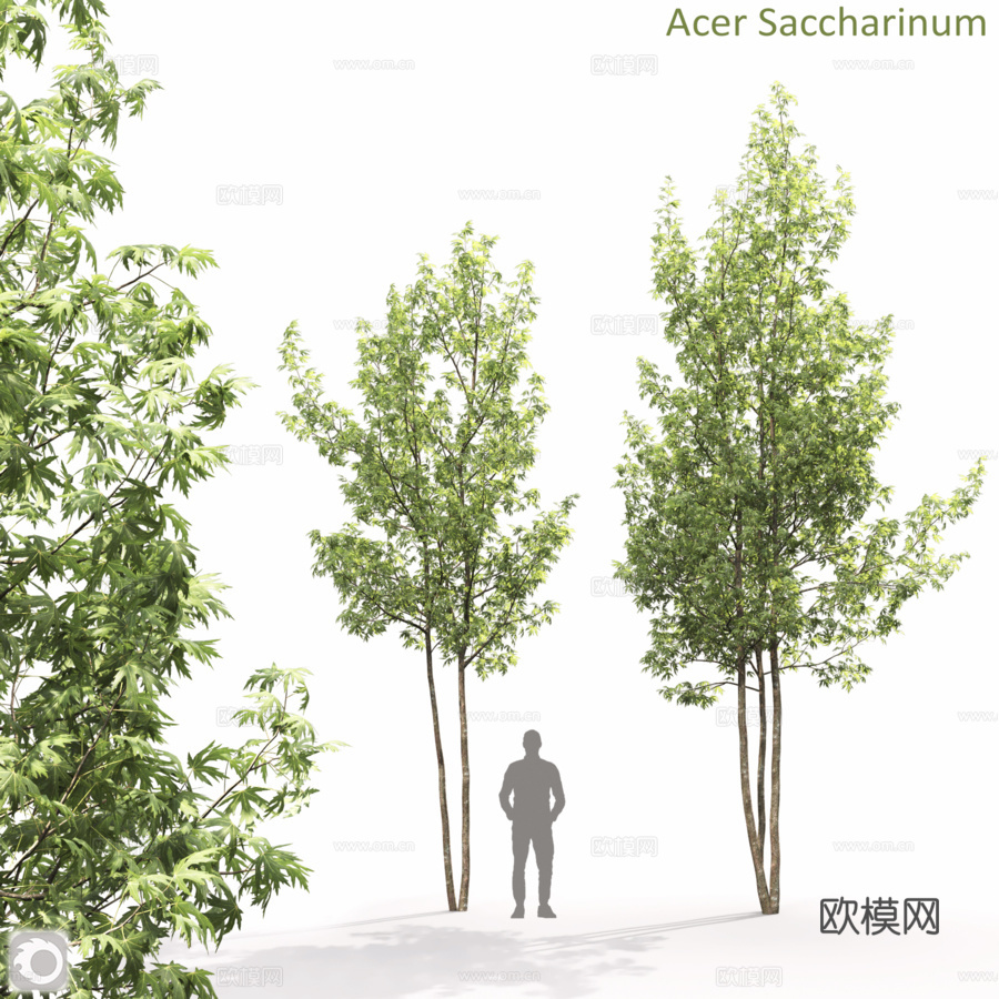 糖枫3d模型下载