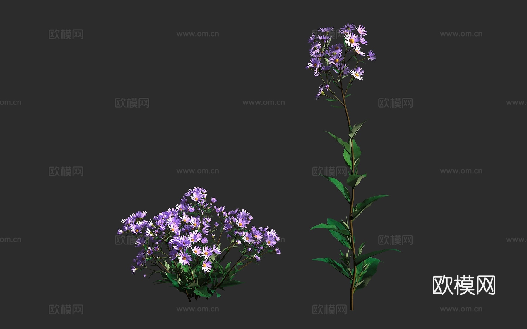 紫菀阿斯特兰 马兰 菊科 紫菀属 三脉紫菀3d模型